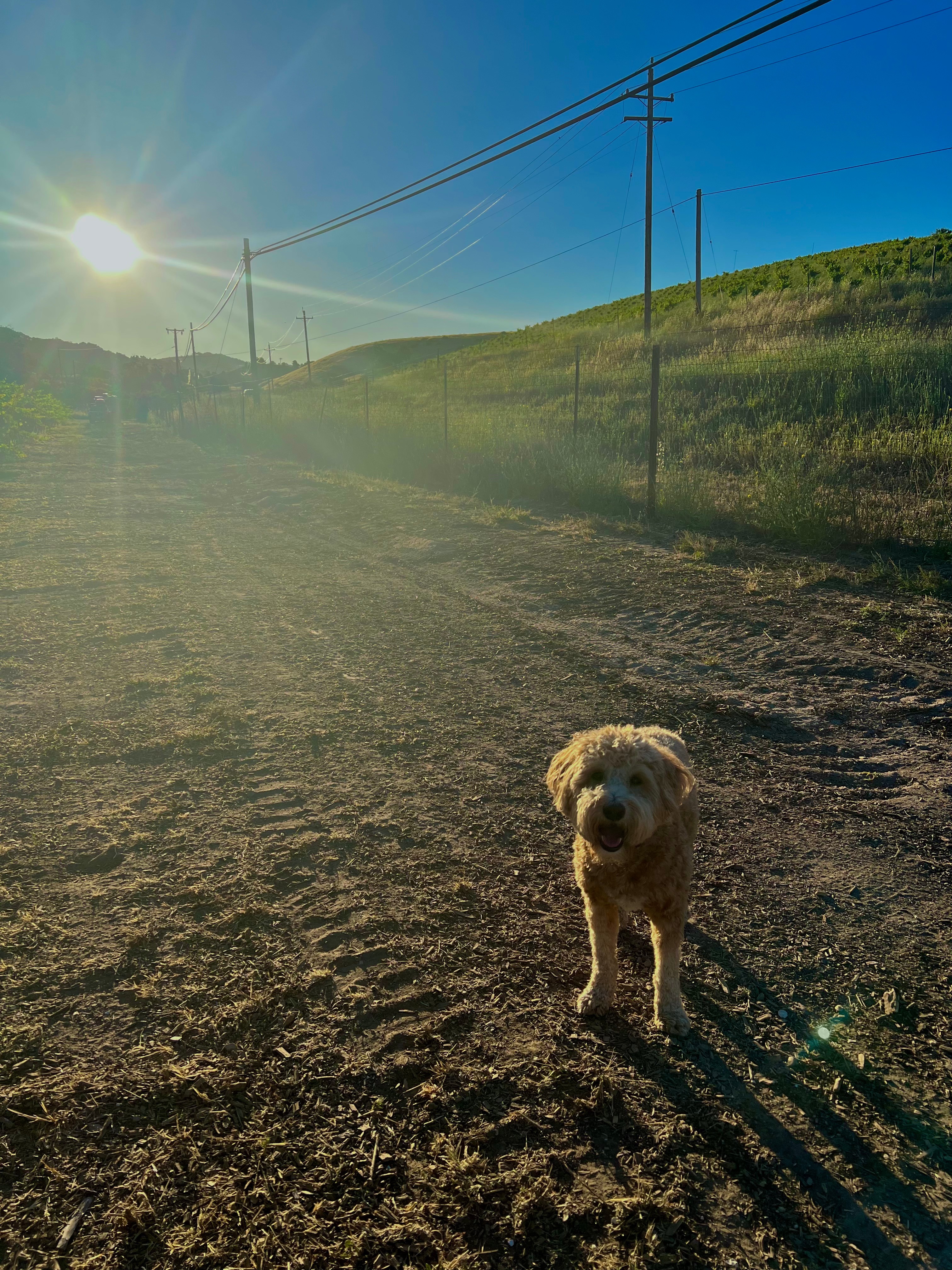 Historic Truck Farm Vineyard