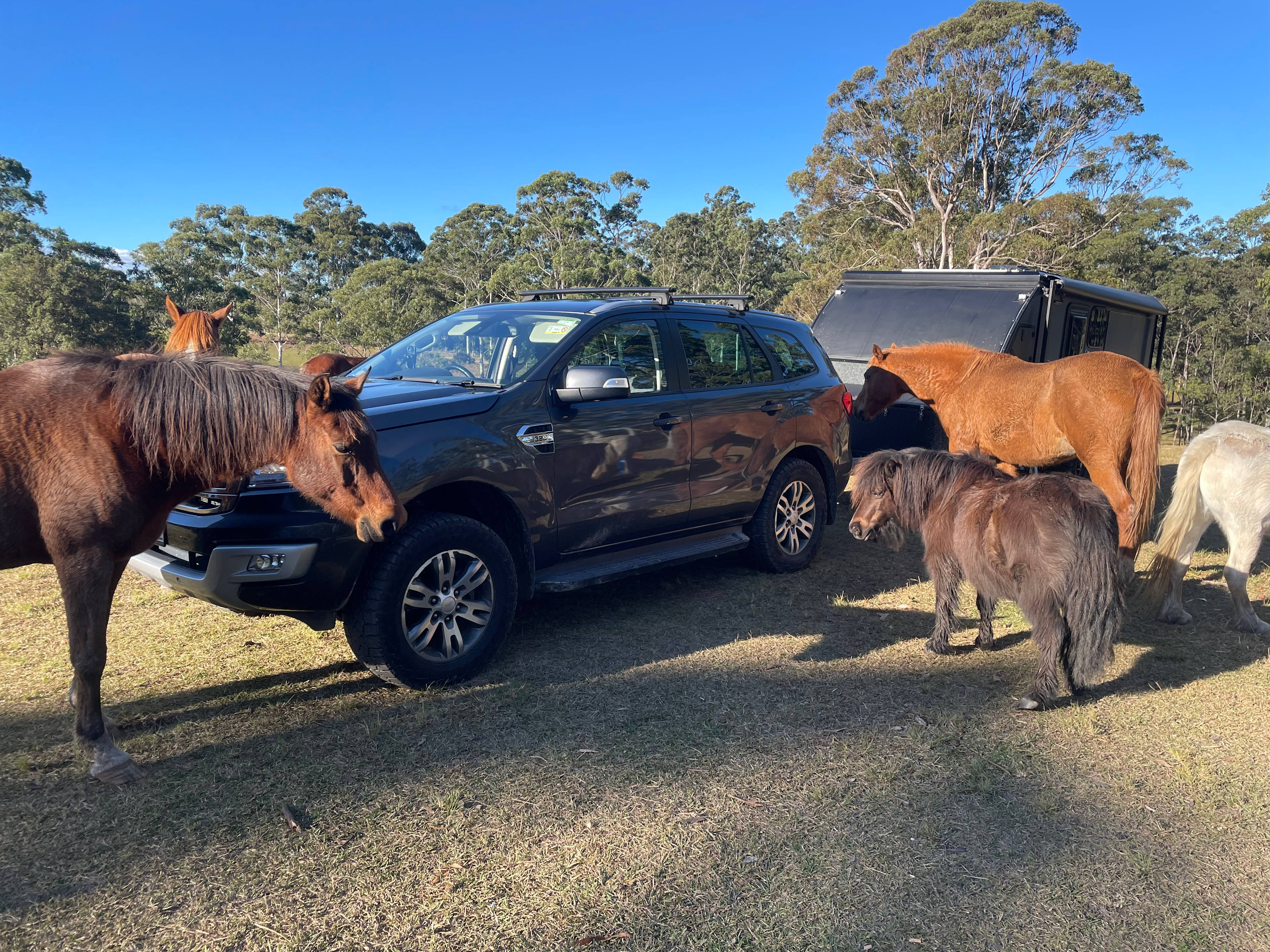 Wootton Arabian Stud Farmstay