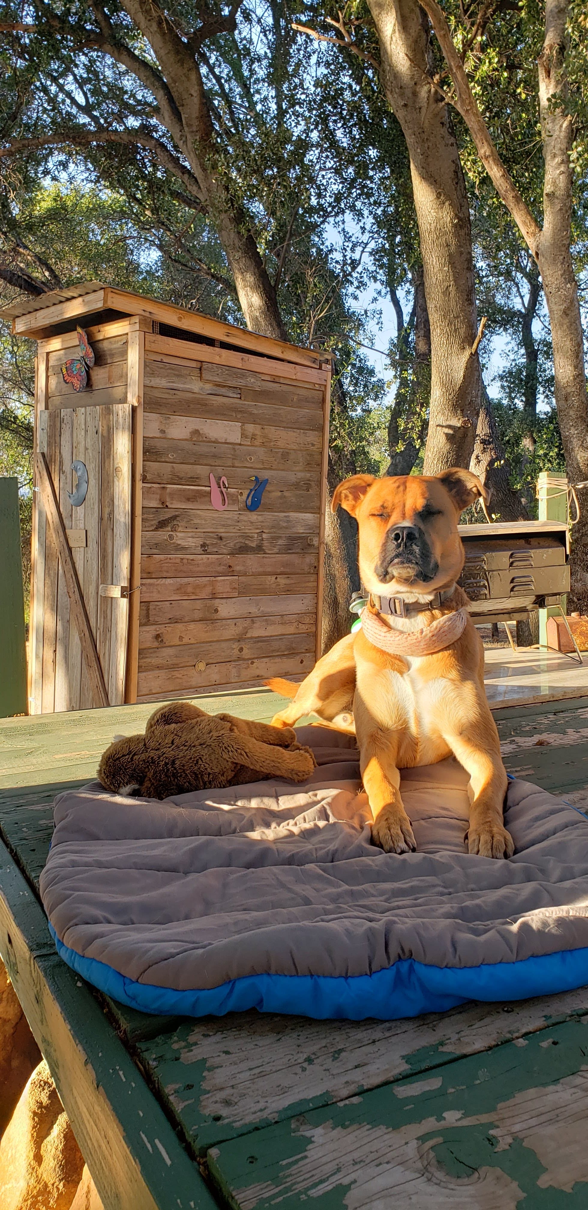 Nature sounds lead to doggie meditation!