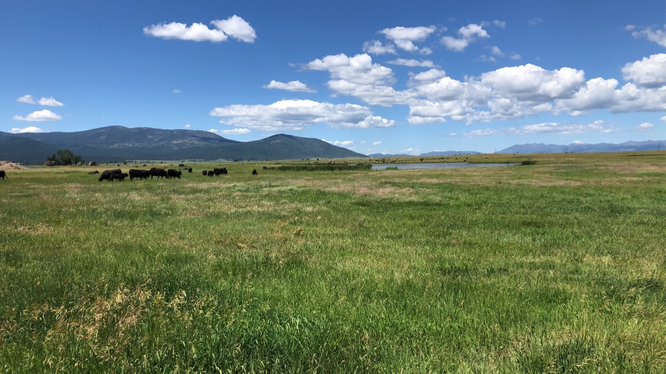 Campsite backs up to view of cow pasture