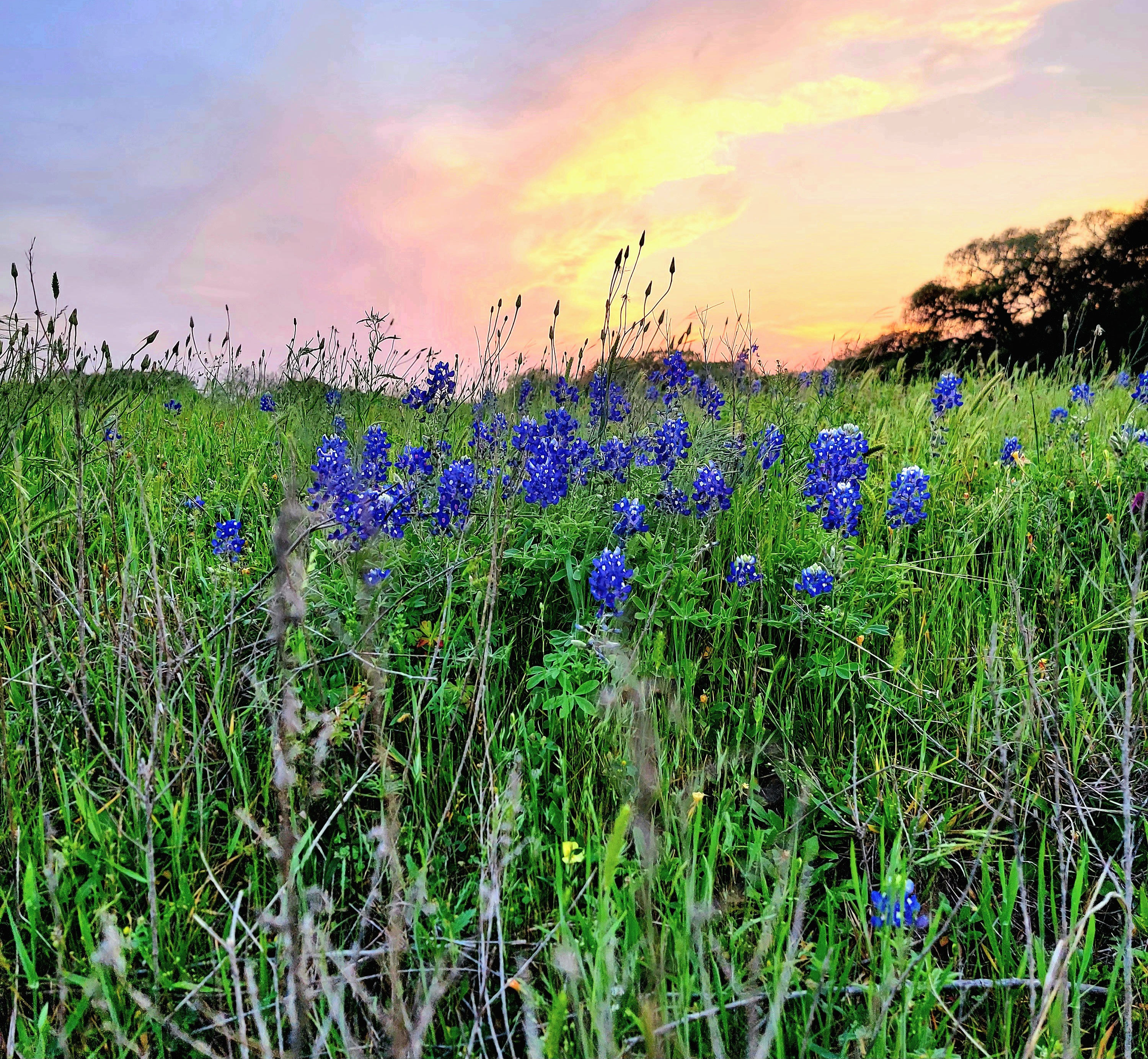 New Bielau Ranch