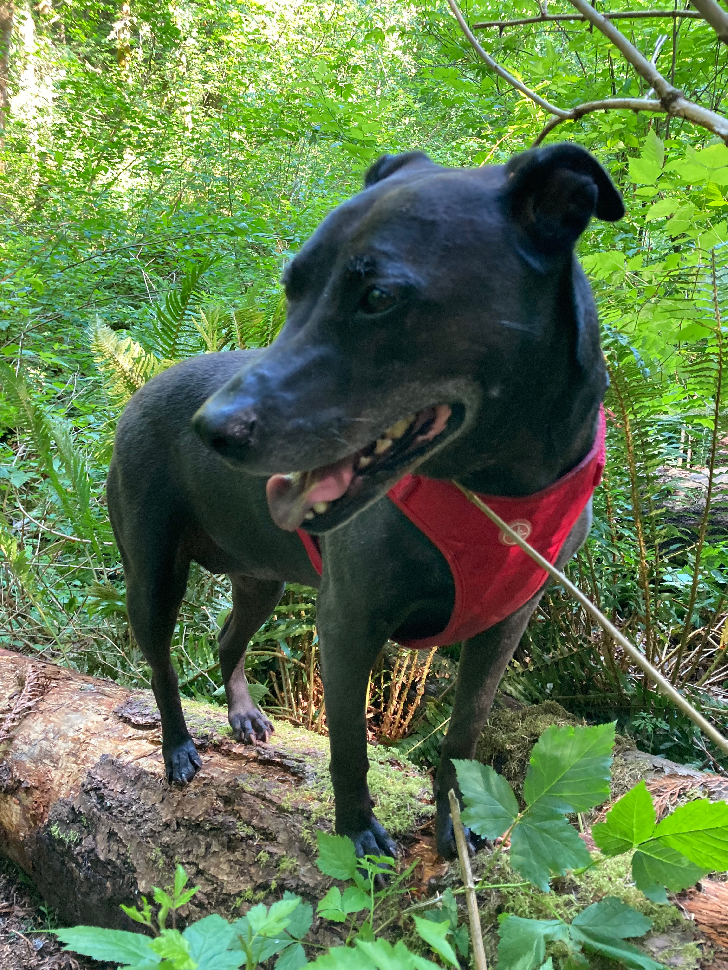 Carnation Moss Forest
