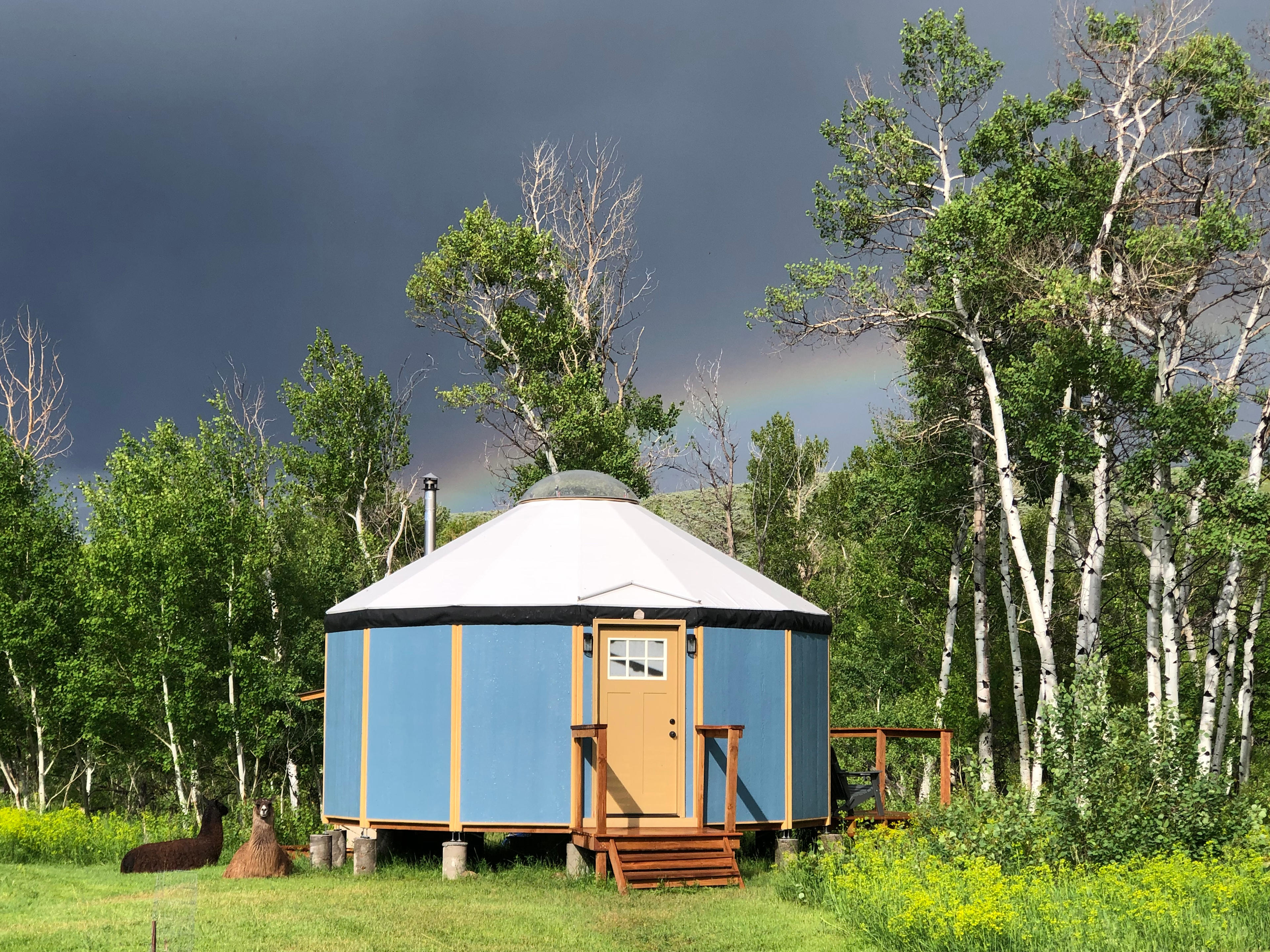 Yurt at Grass River Retreat with resident llamas.