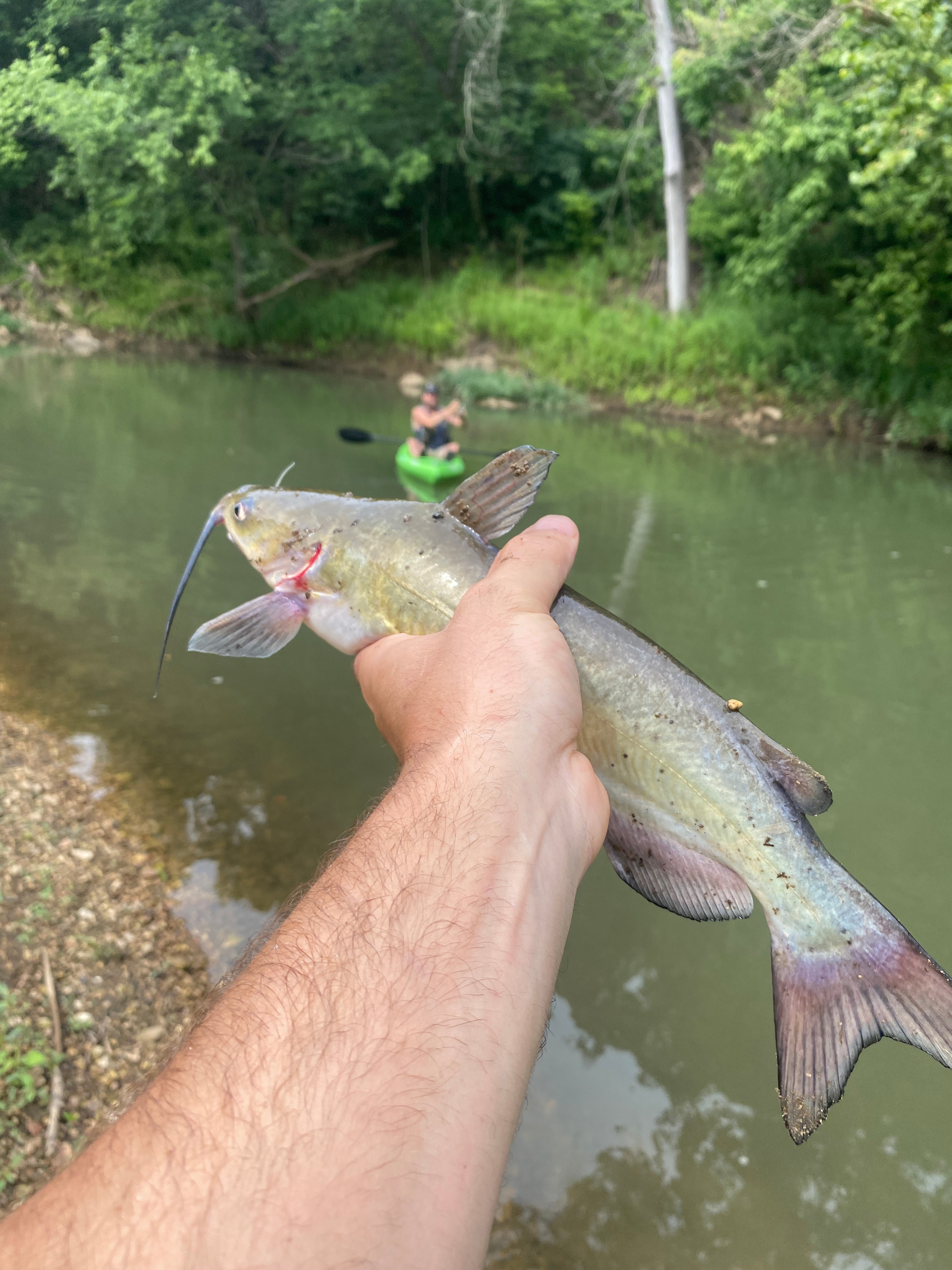 Channel cat caught off a rattle trap! It came up almost to the surface to the lure then gave me a fight! 
