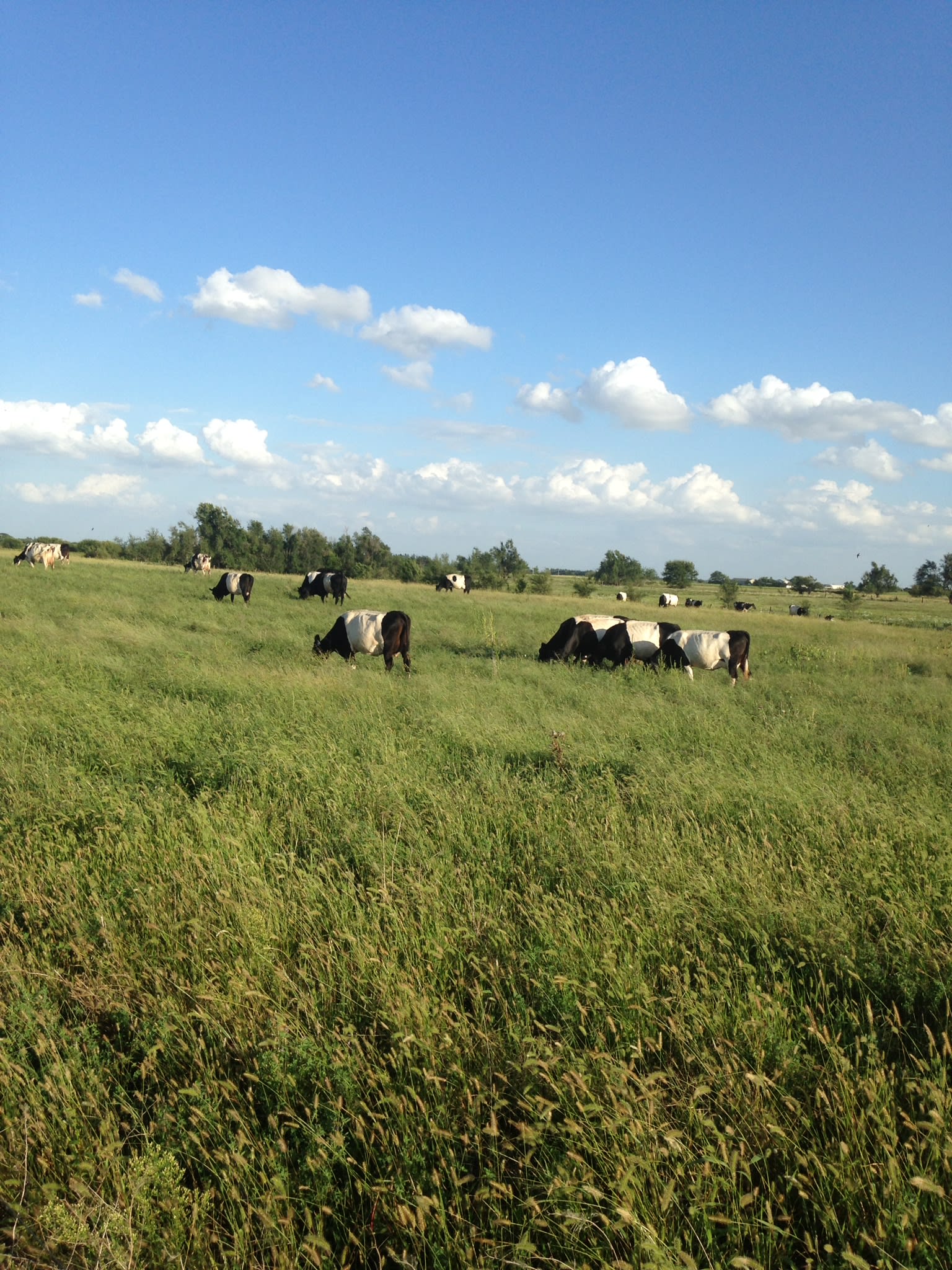 Borntrager Dairy