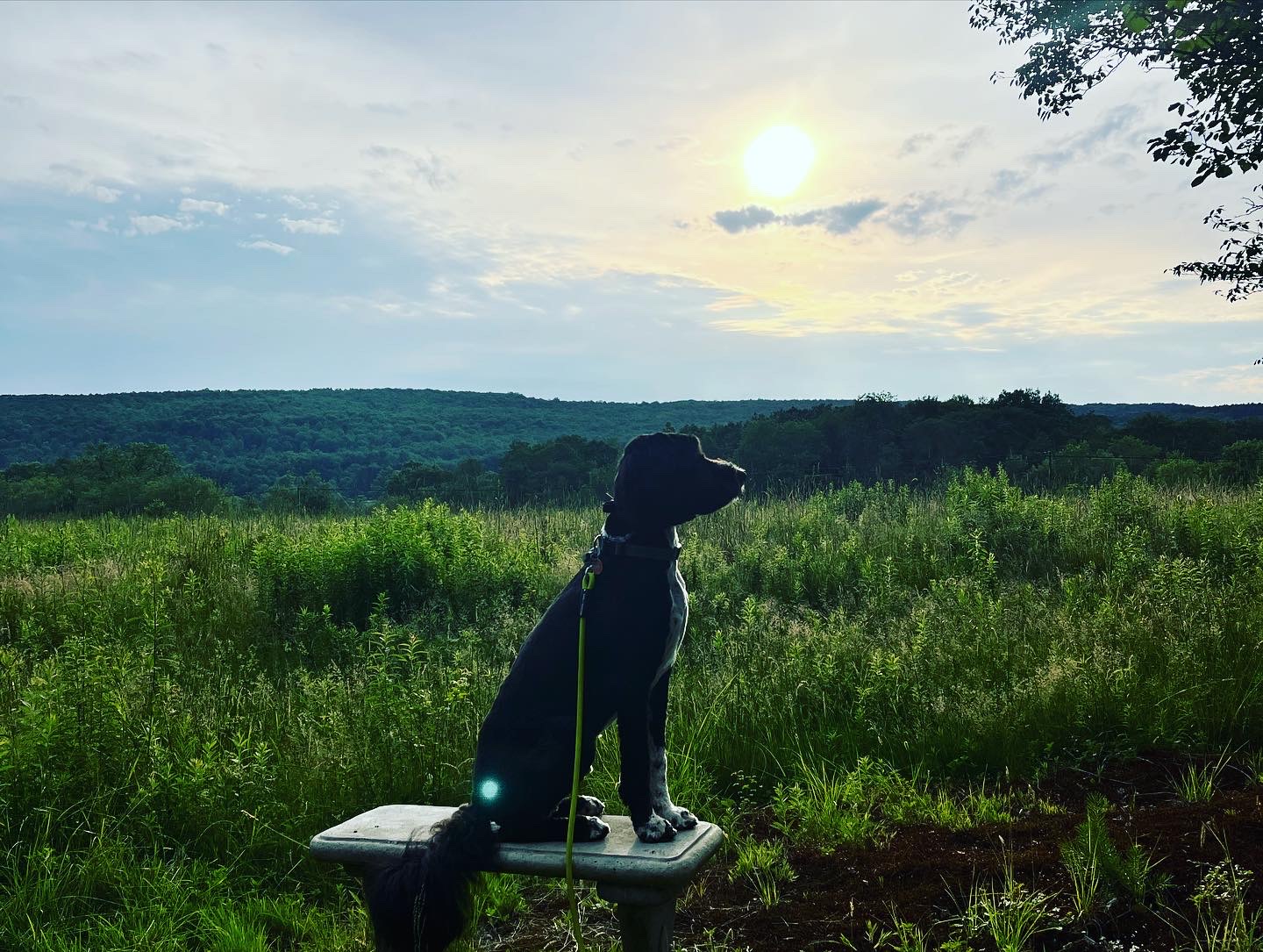 Indiana enjoying the sunset 