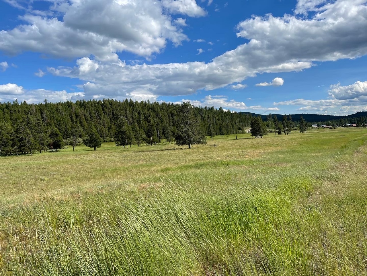 Bitterroot Meadows