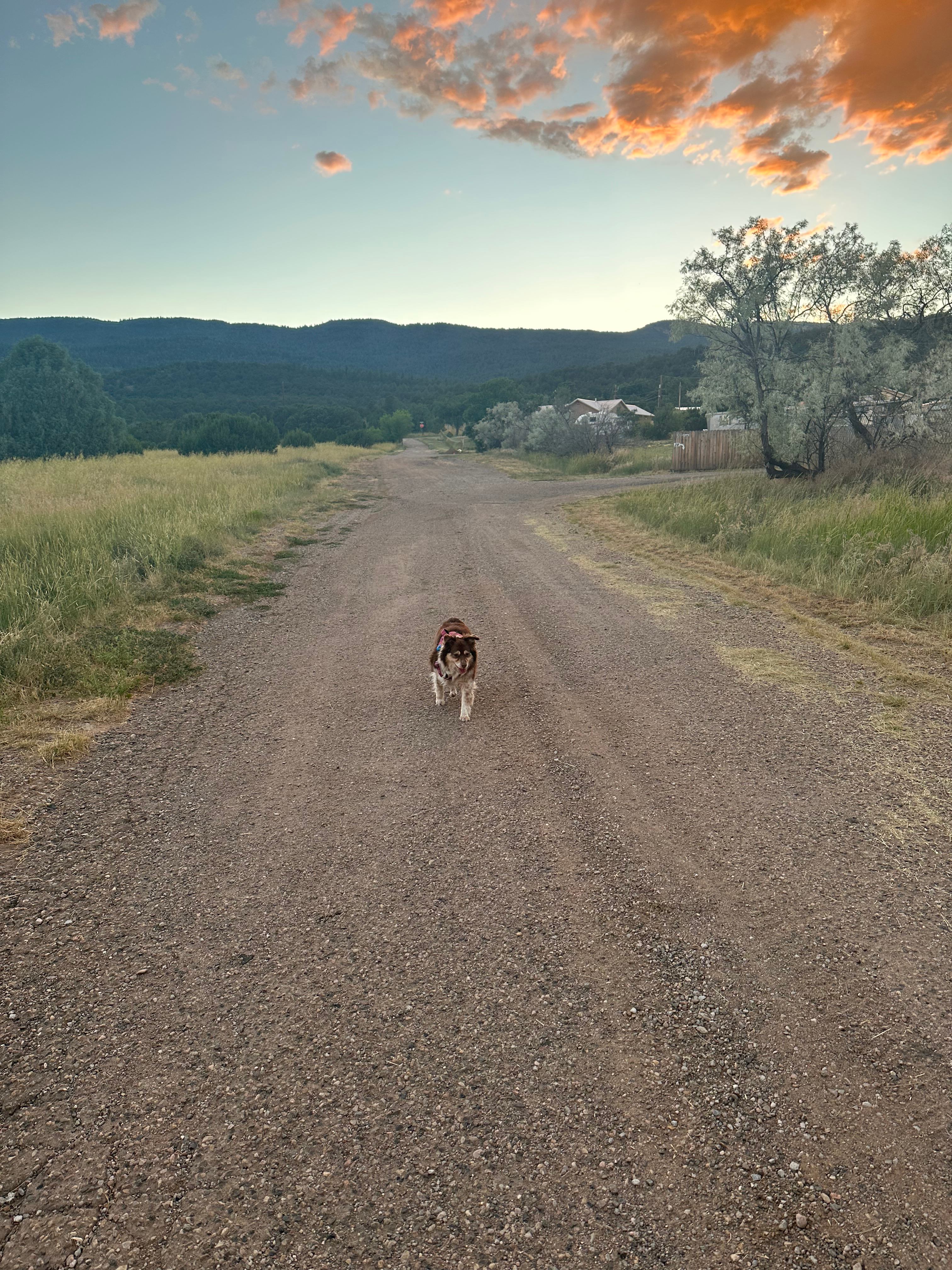 Peaceful walk around the neighborhood 