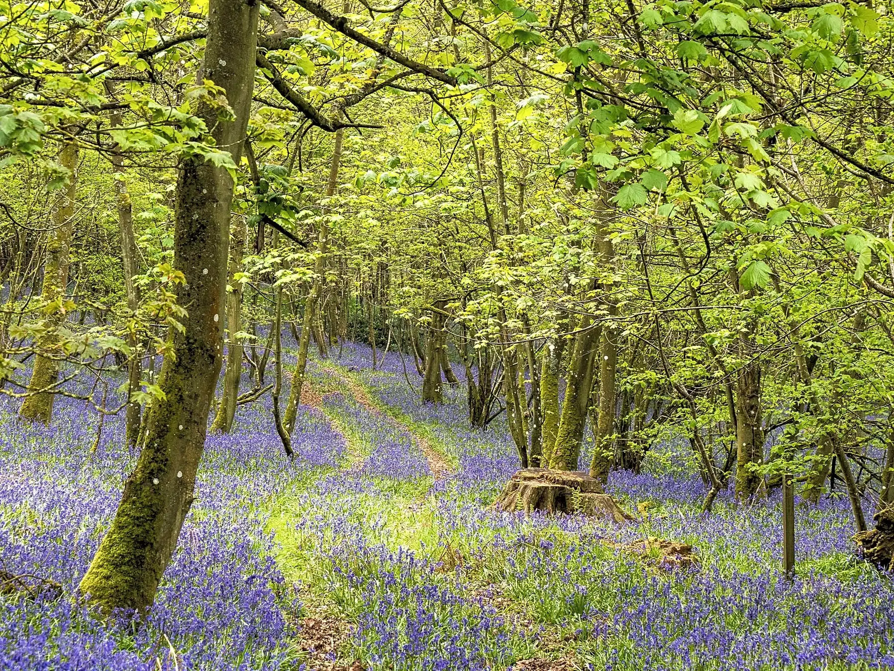 The Old Chapel Campsite