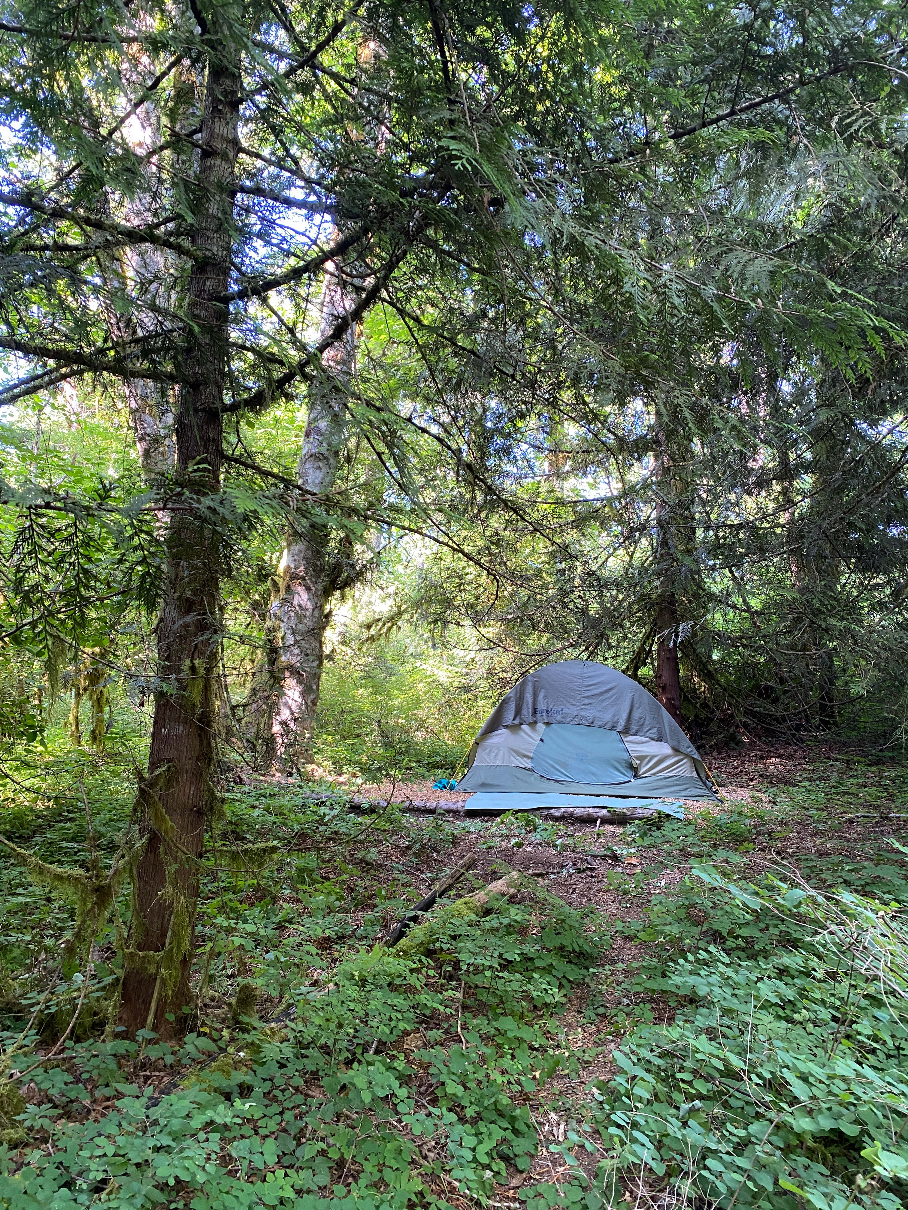 Marmot House Old Growth Forest