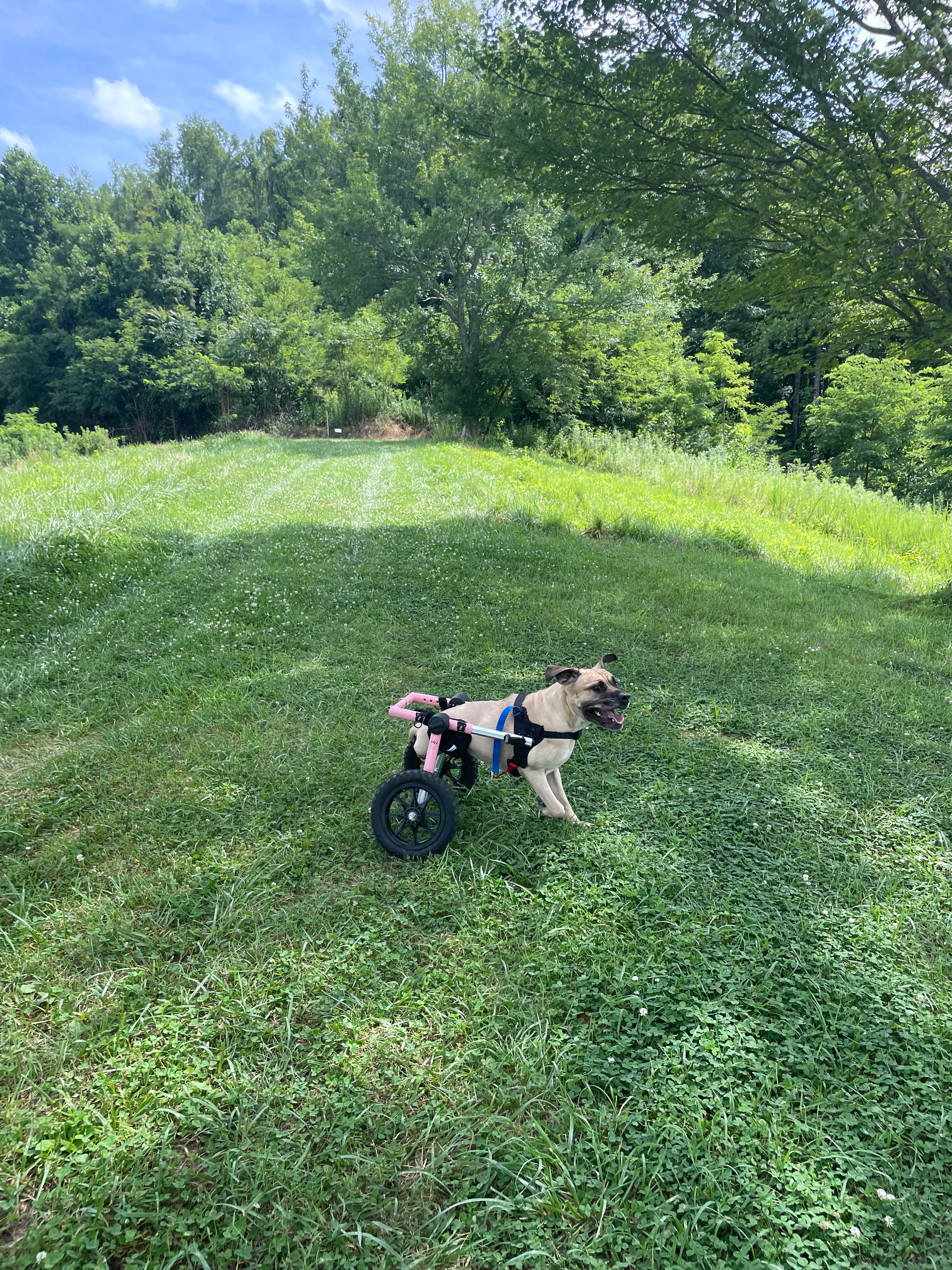 Bolin Knob Meadows