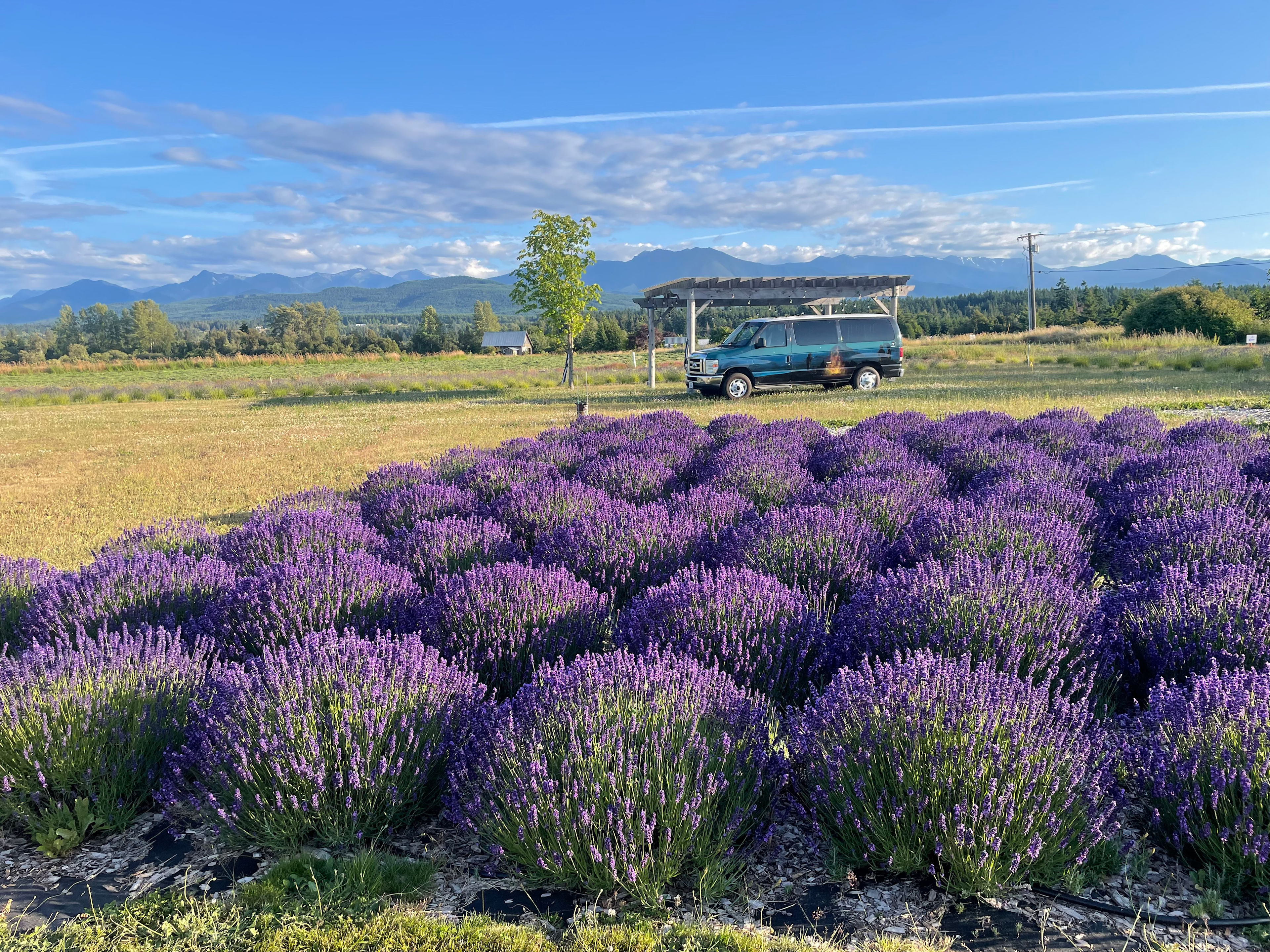 Rain Shadow Lavender Farm