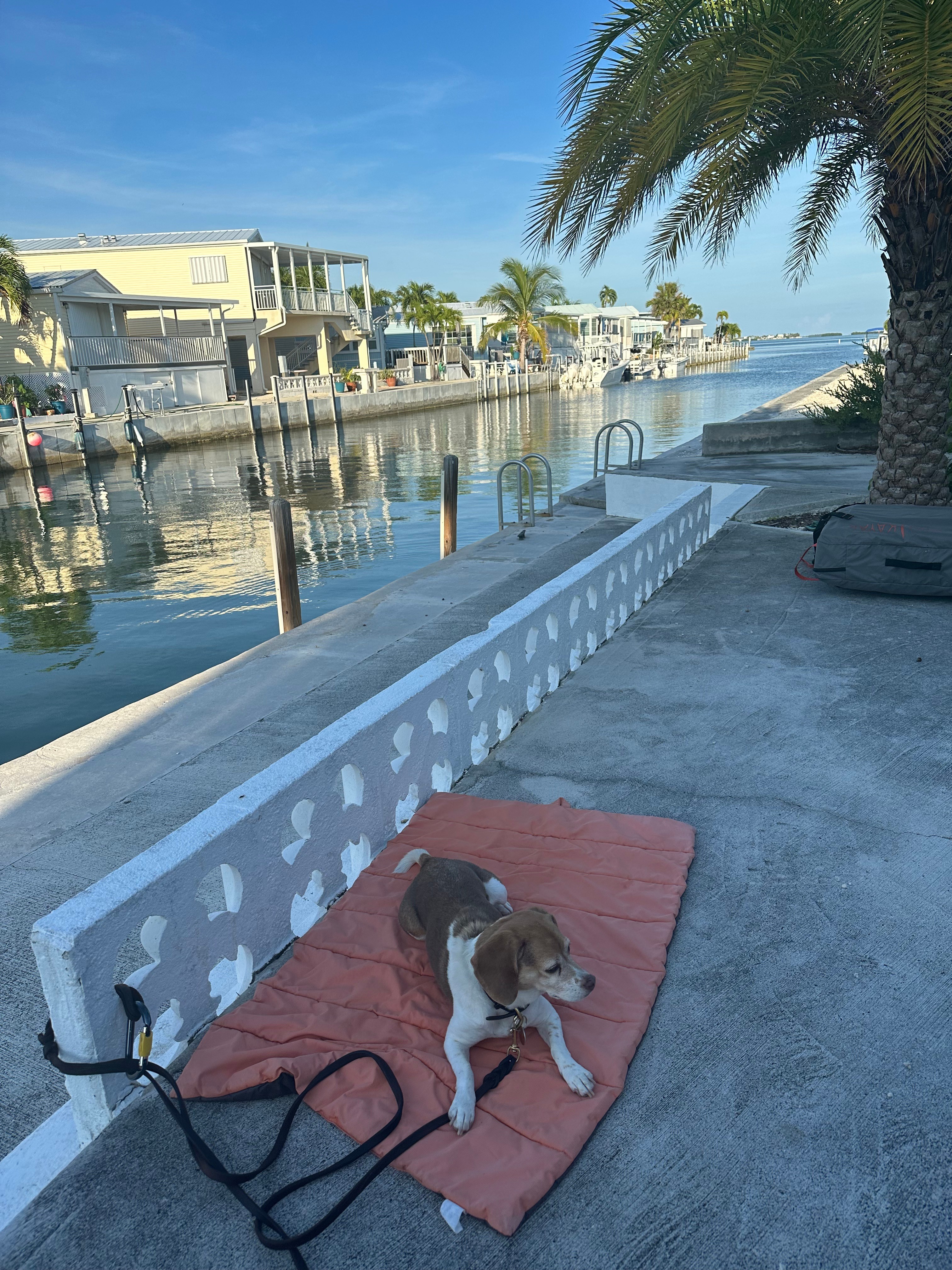Little Palm By The Sea