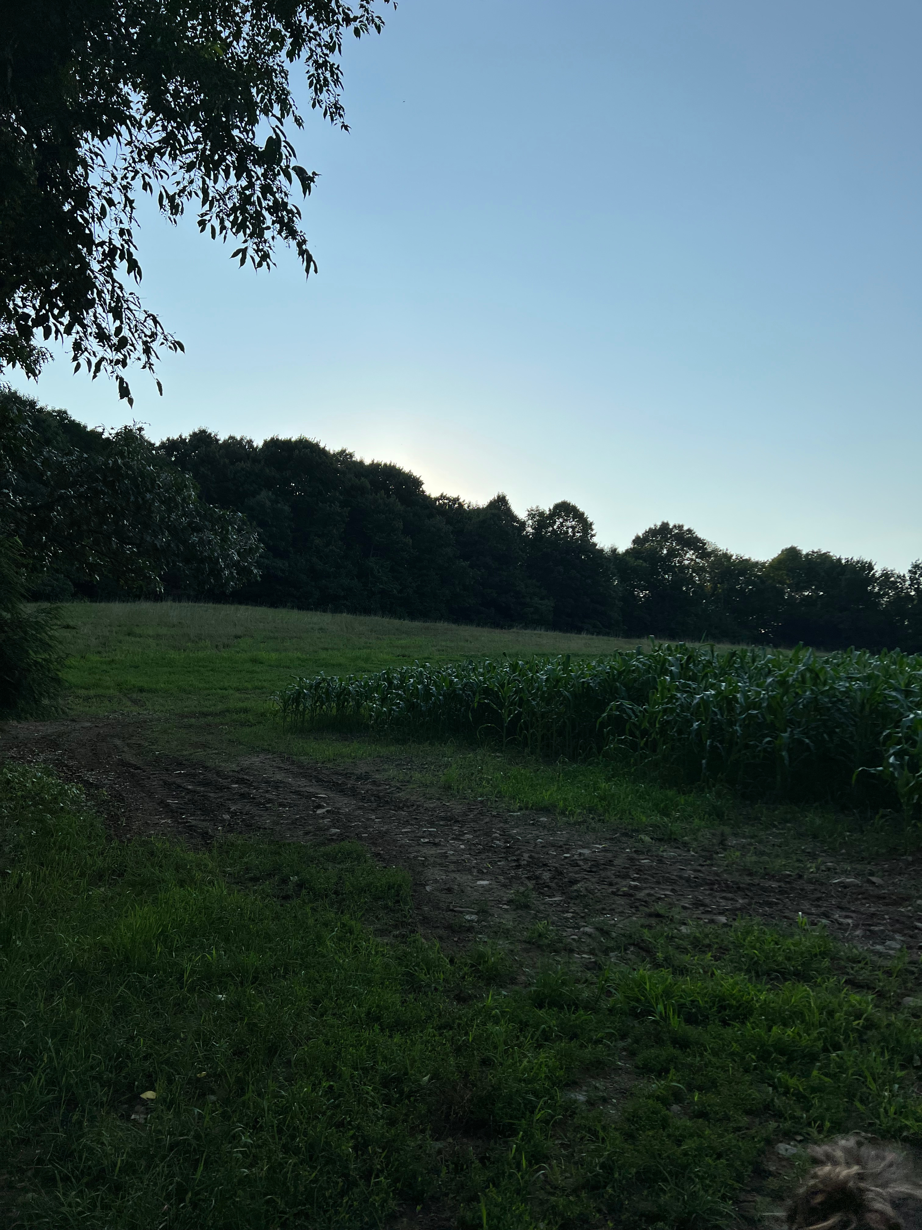 Clover Hill Farm ☘️
