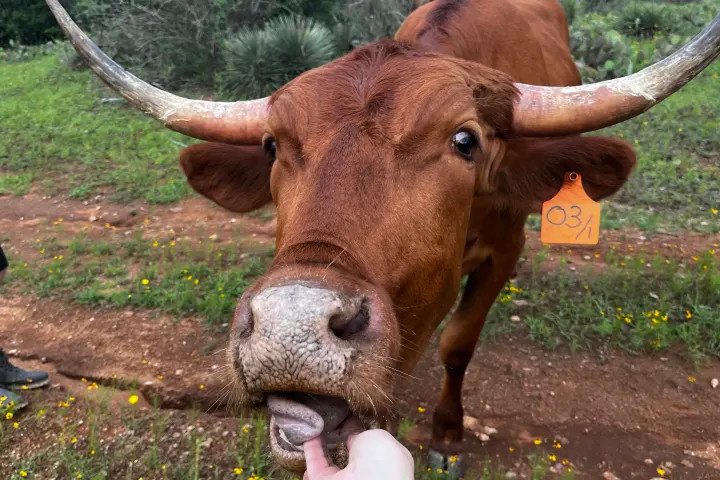 Brown Chicken Brown Cow Ranch