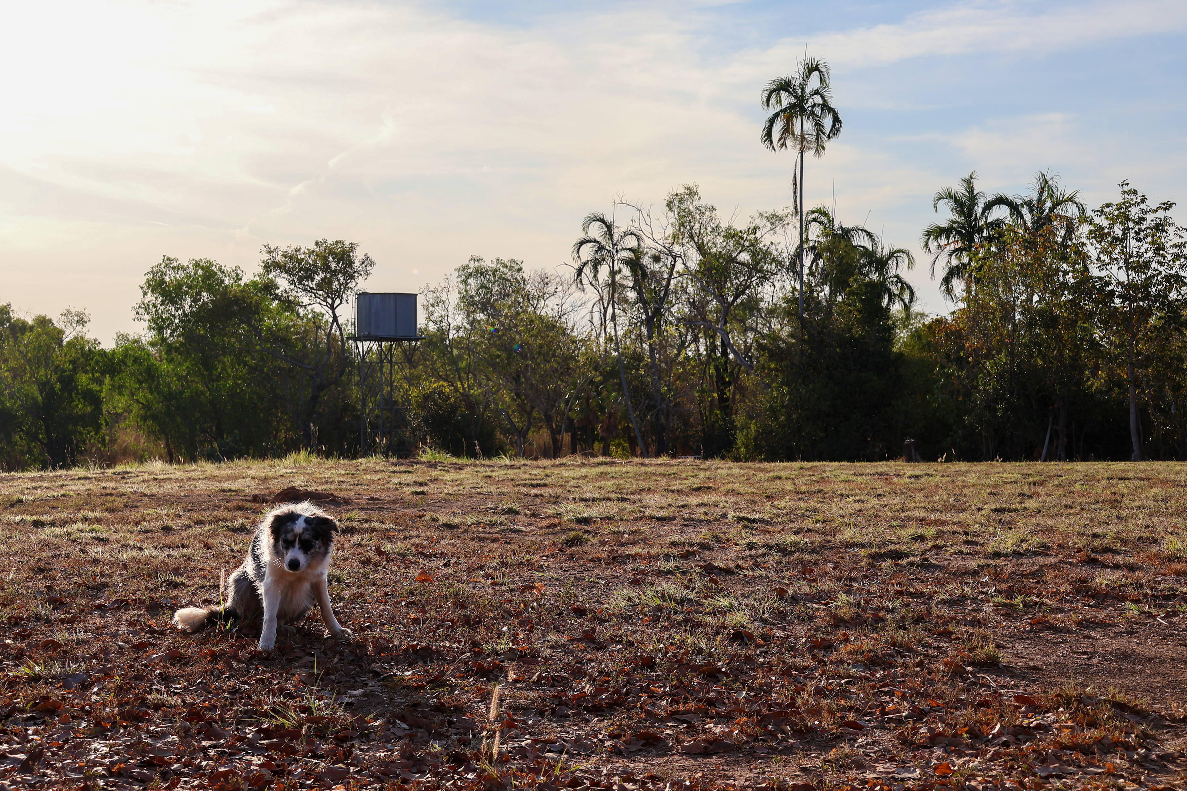 @the.galapagos.life - dog friendly 