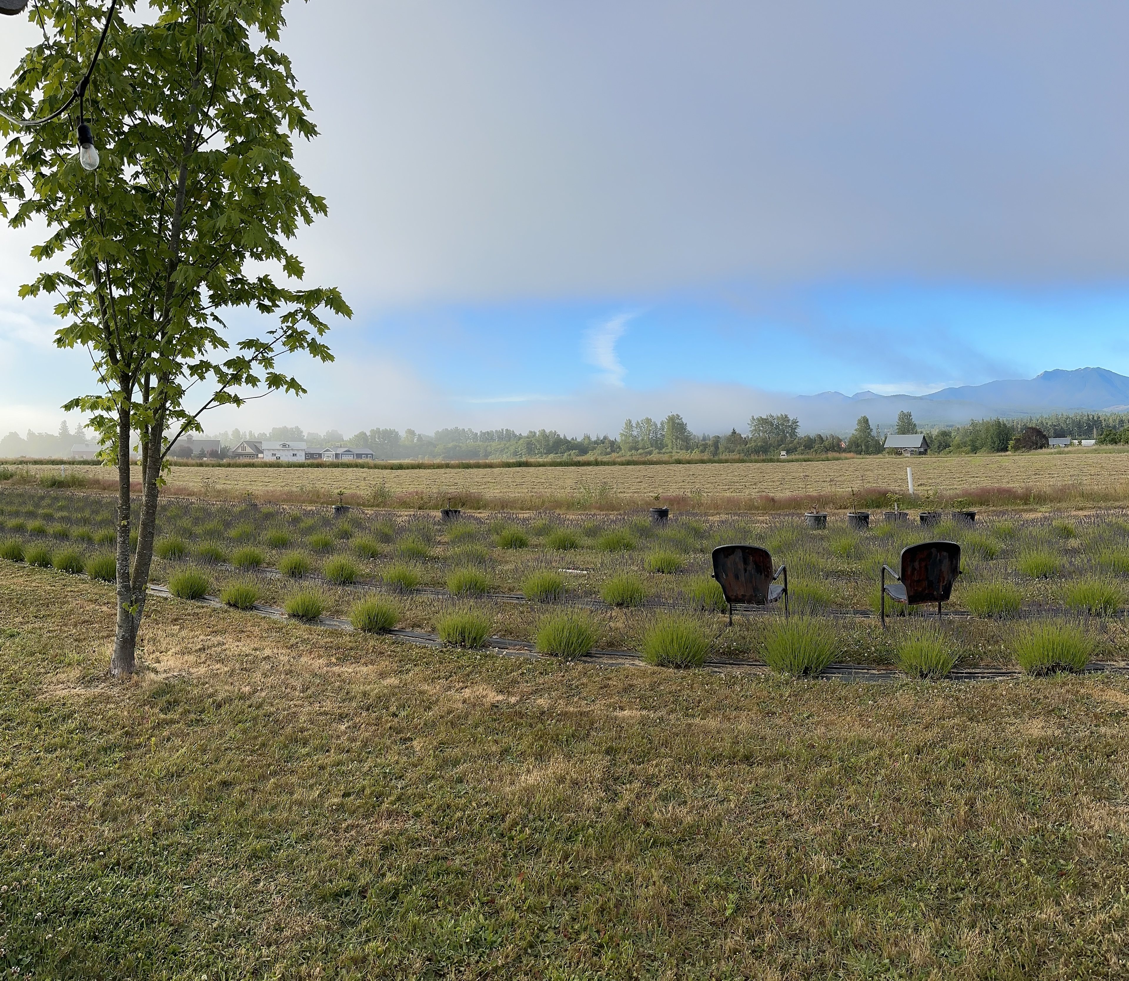 Rain Shadow Lavender Farm
