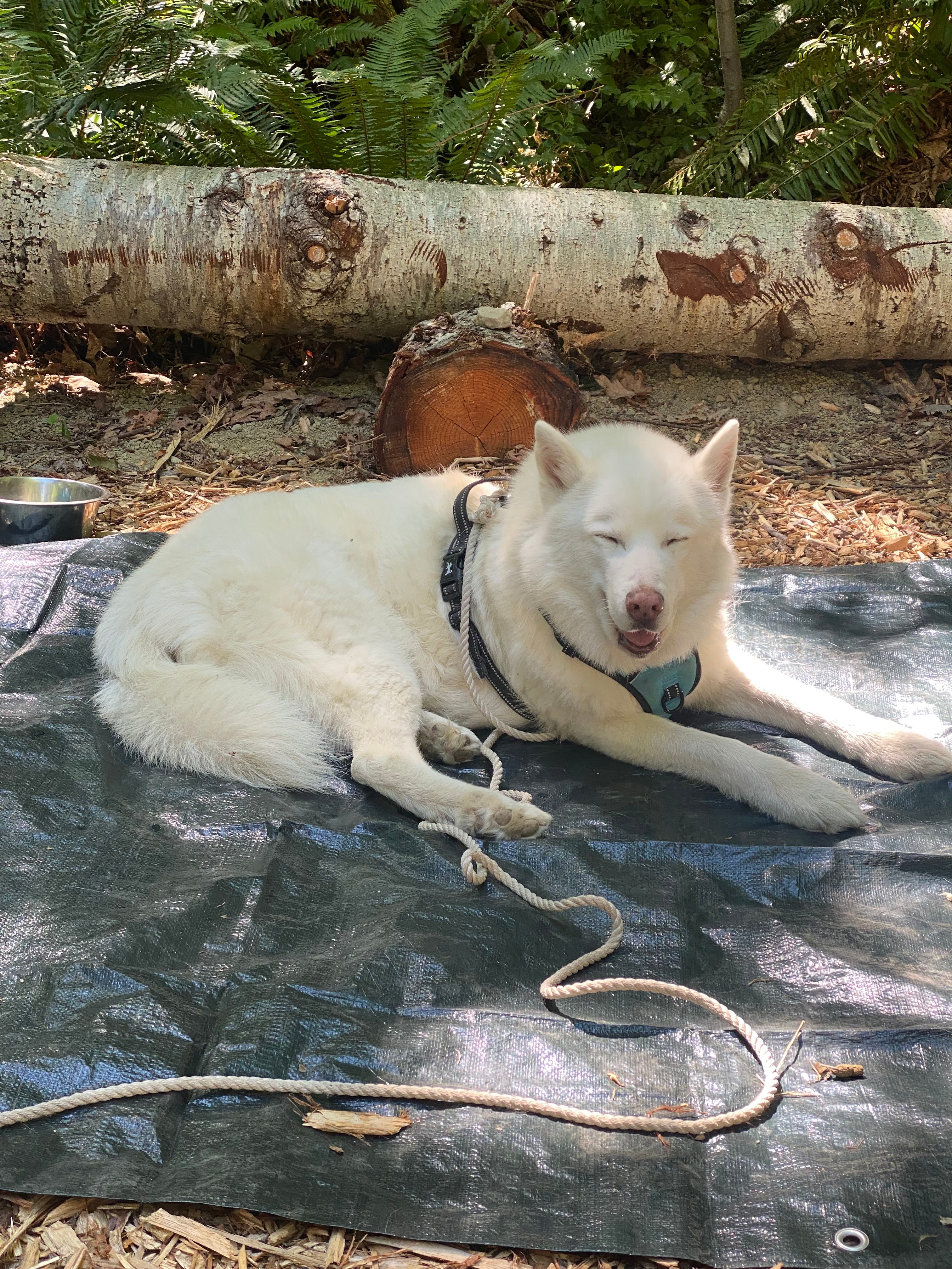 Wandering Joy Campground