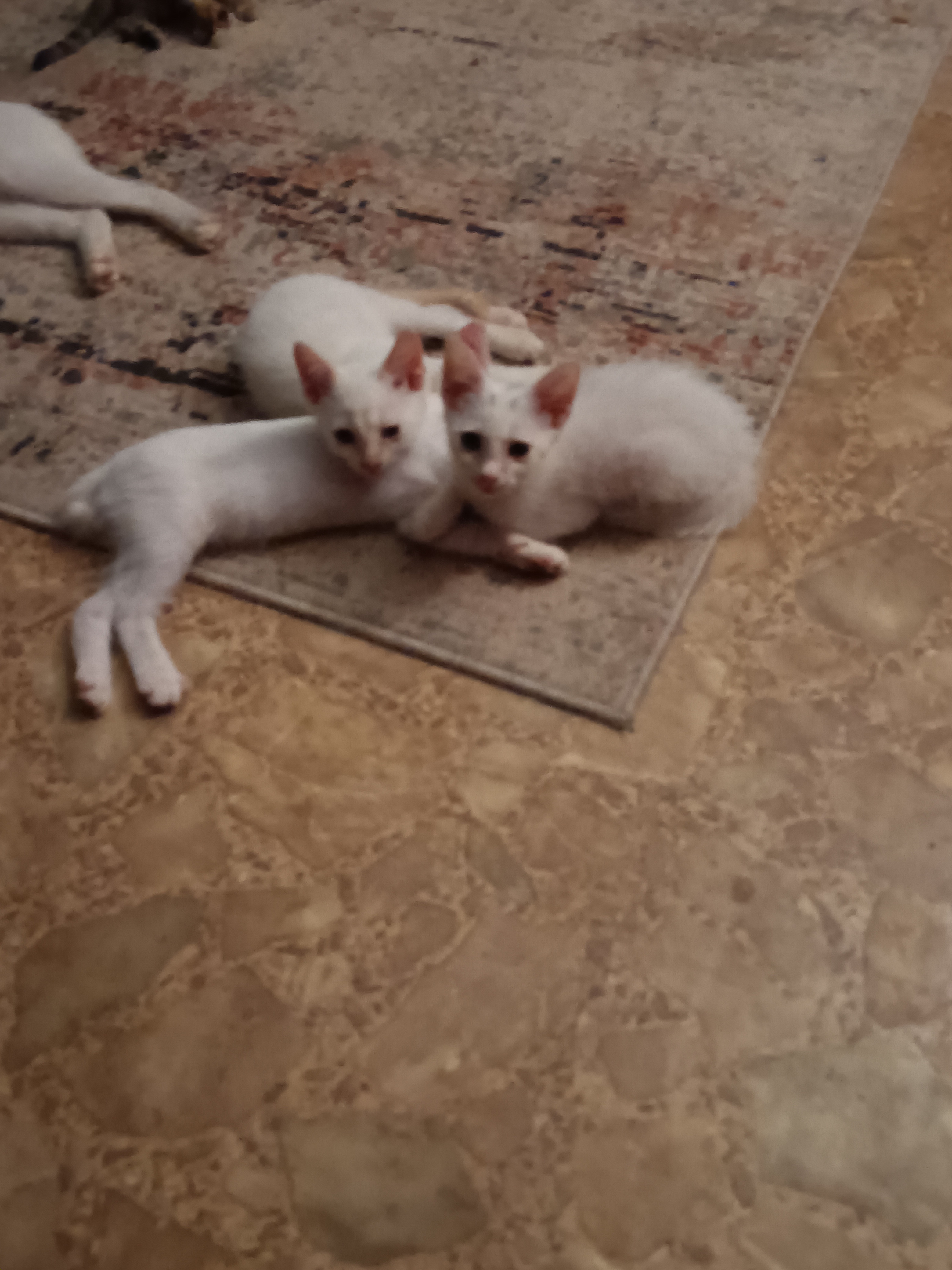 Shilohs Animal Sanctuary