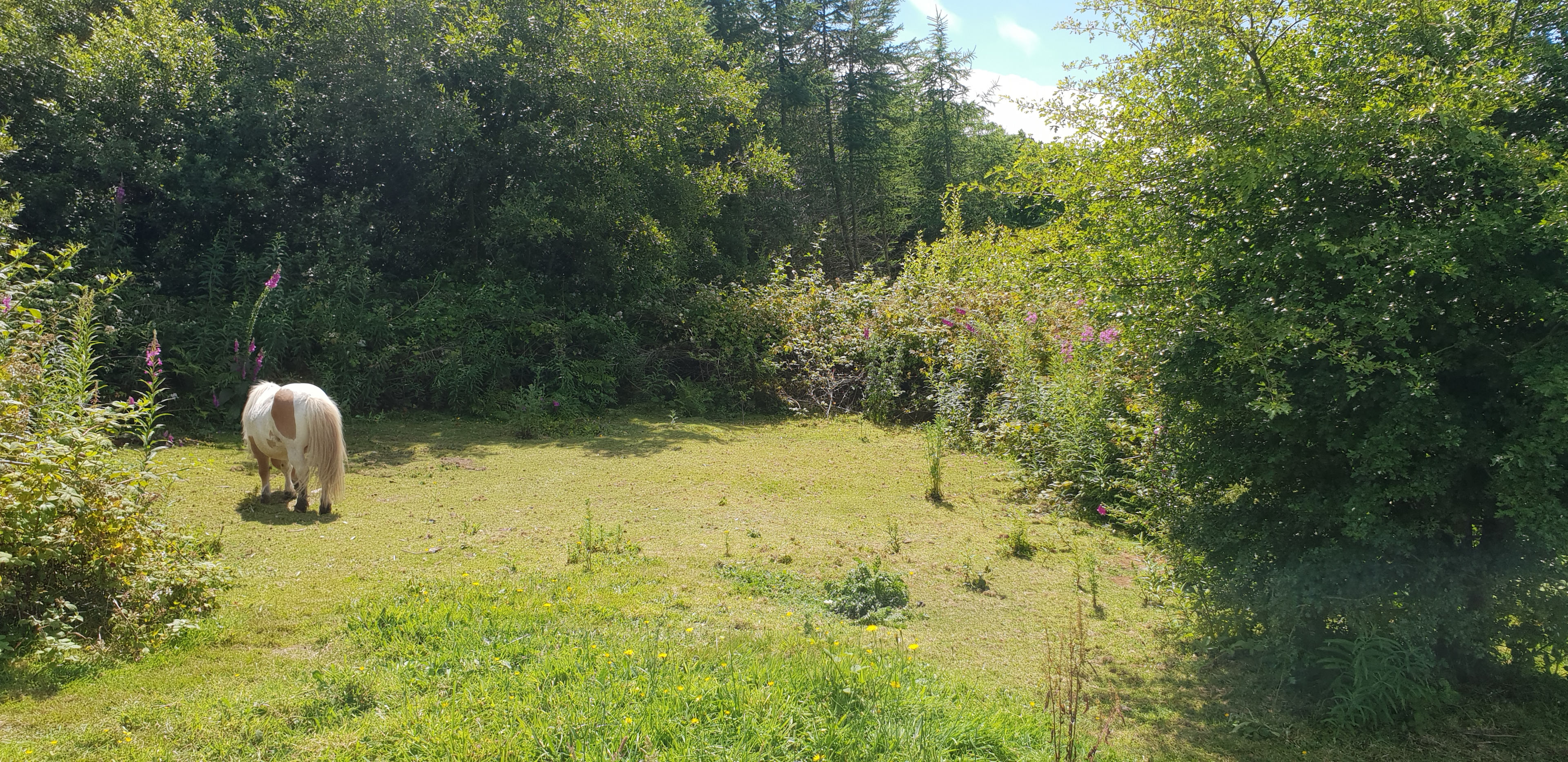Shetland ponies wandering around