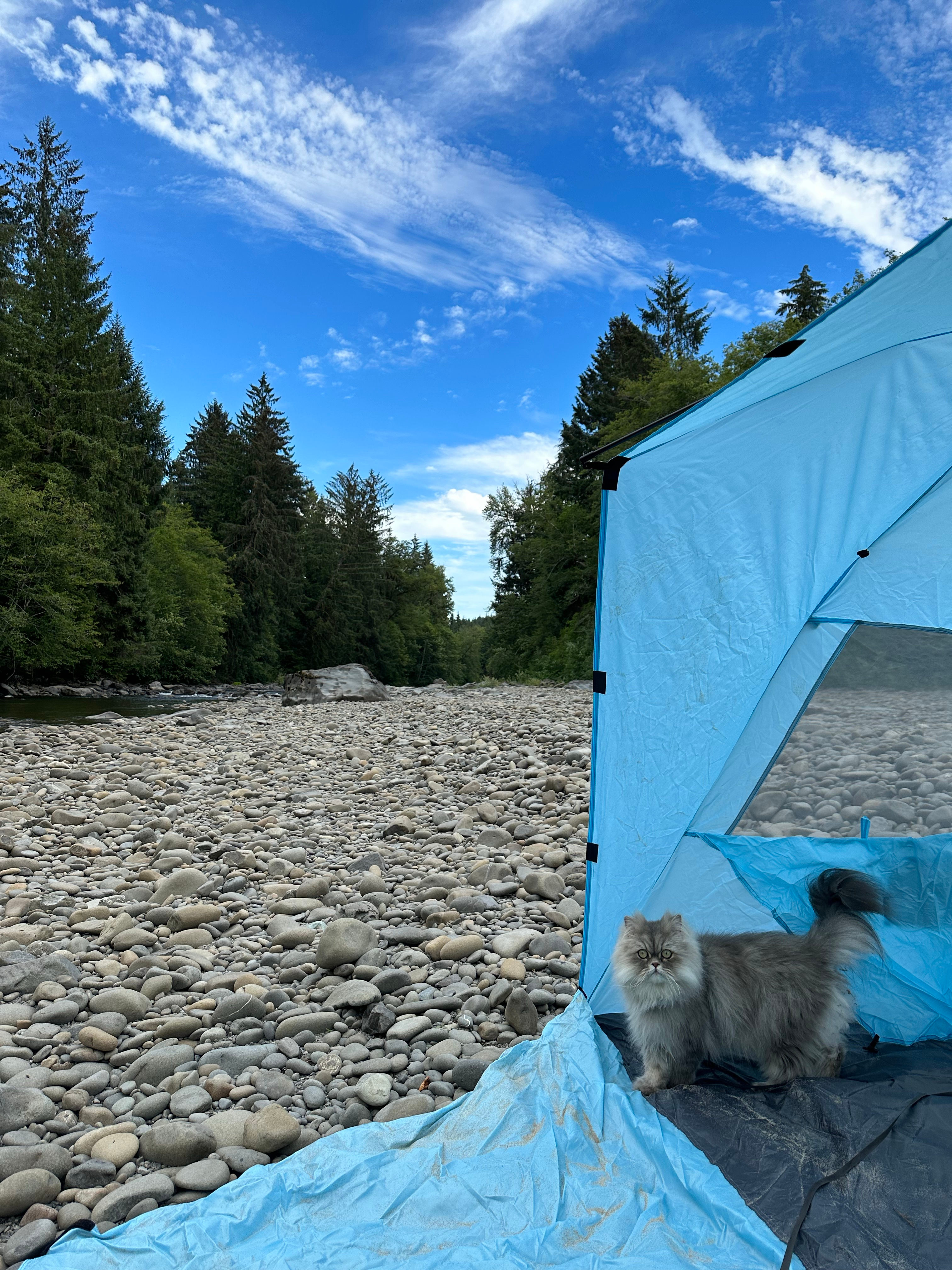 Bogachiel Upriver Campsites