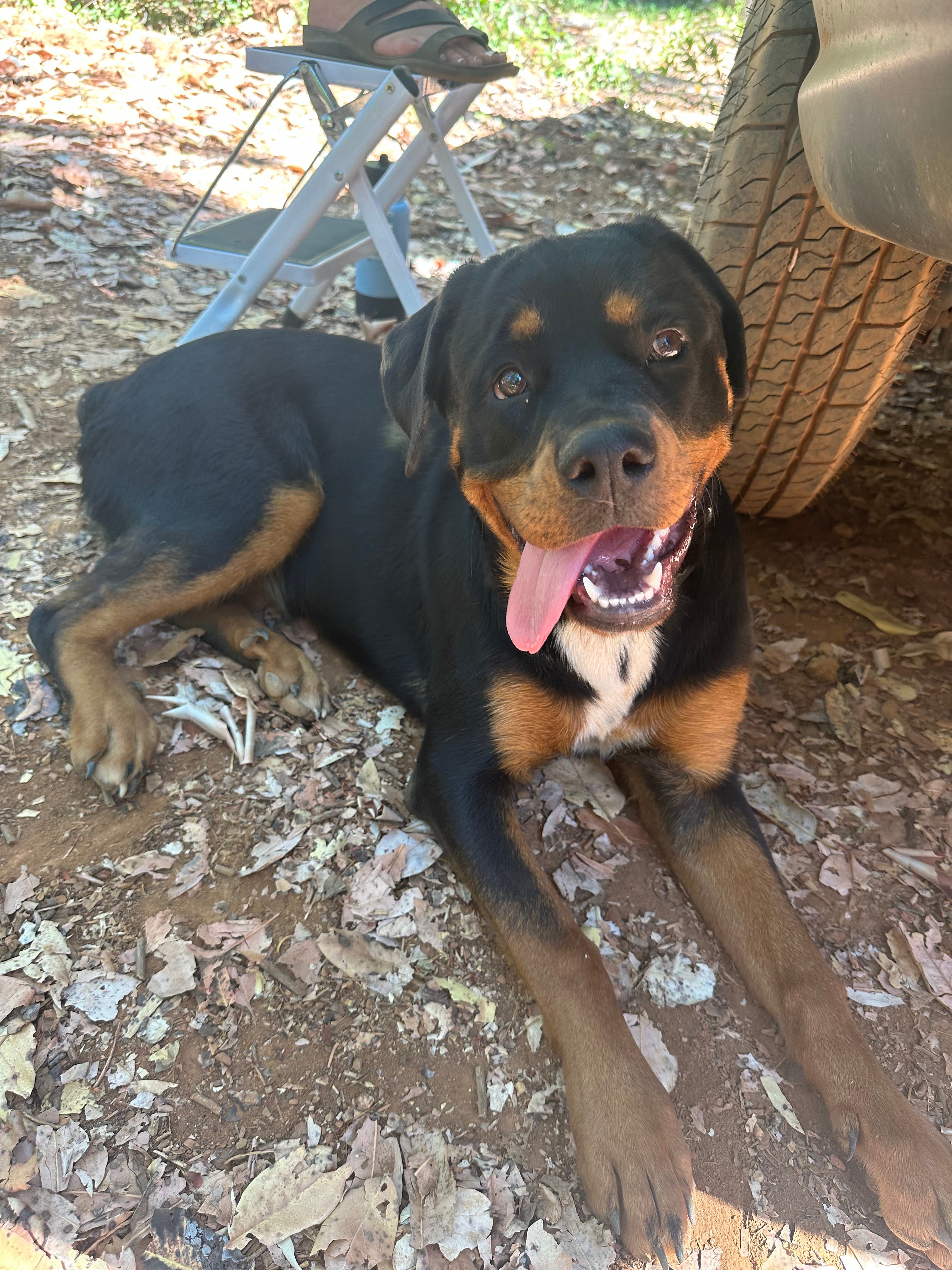 beautiful Sacha camp dog!