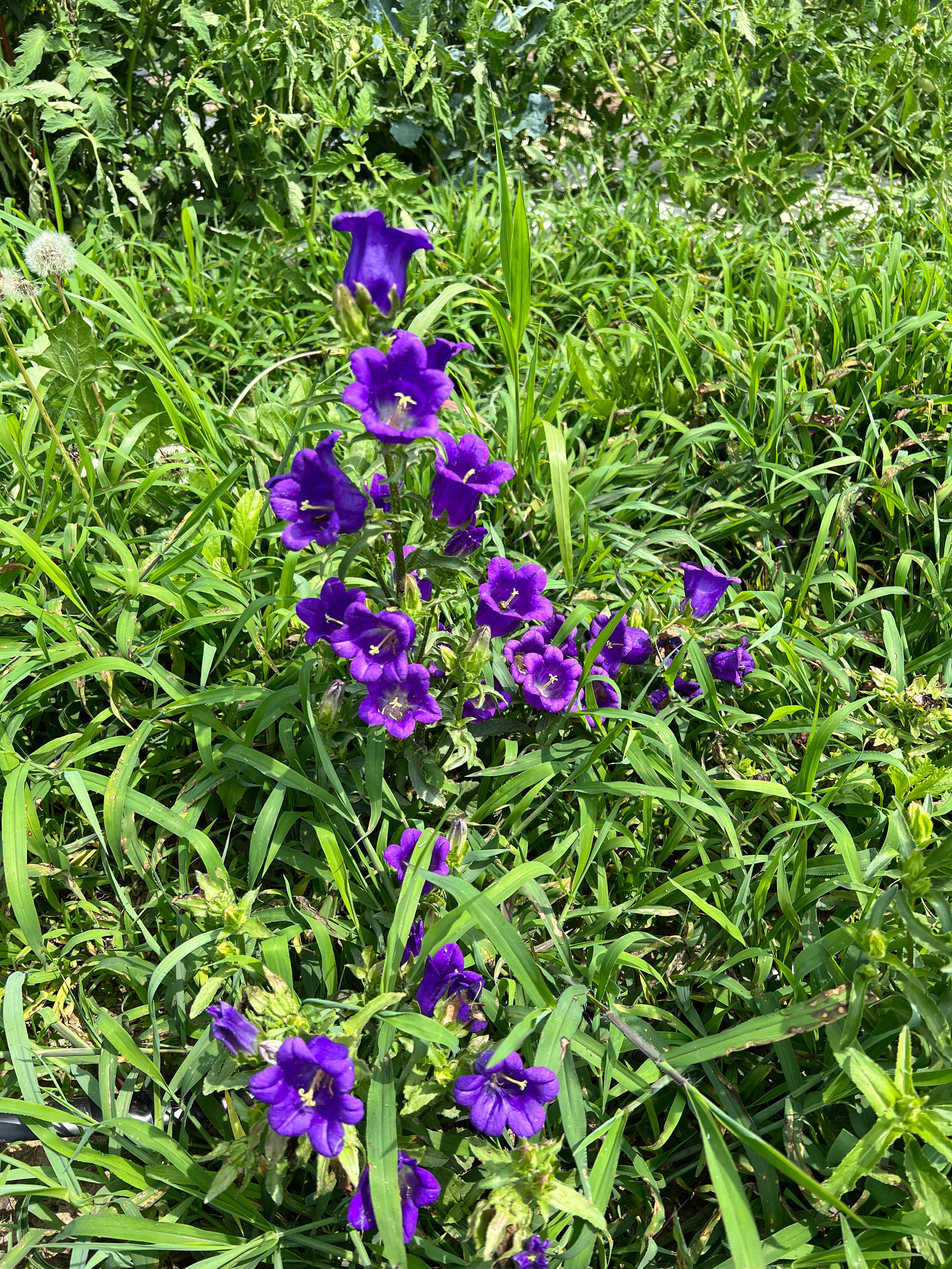 Black Sheep Flower Farm