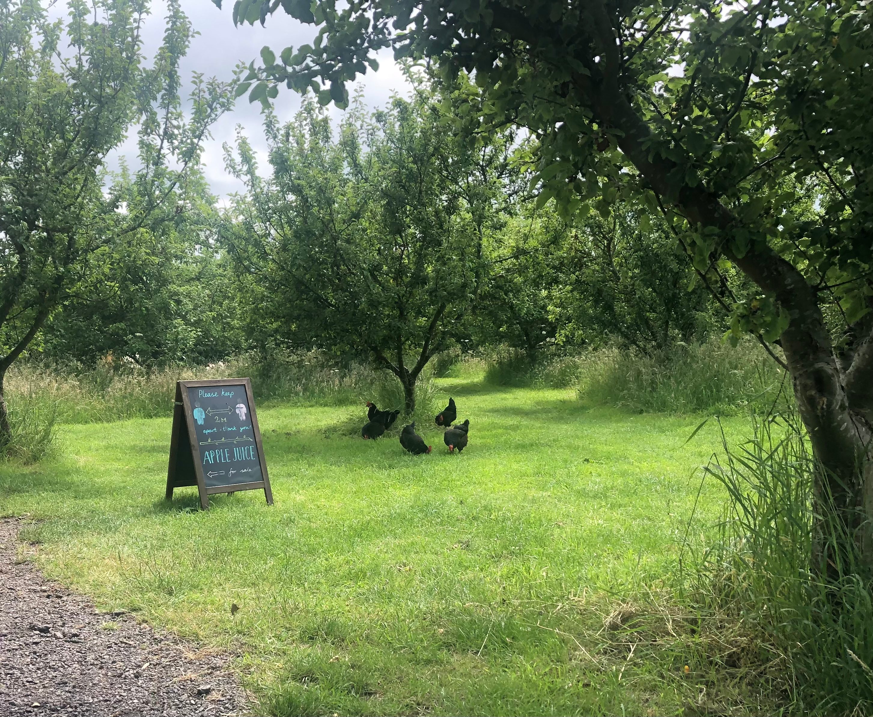 Hens free ranging in the orchard 