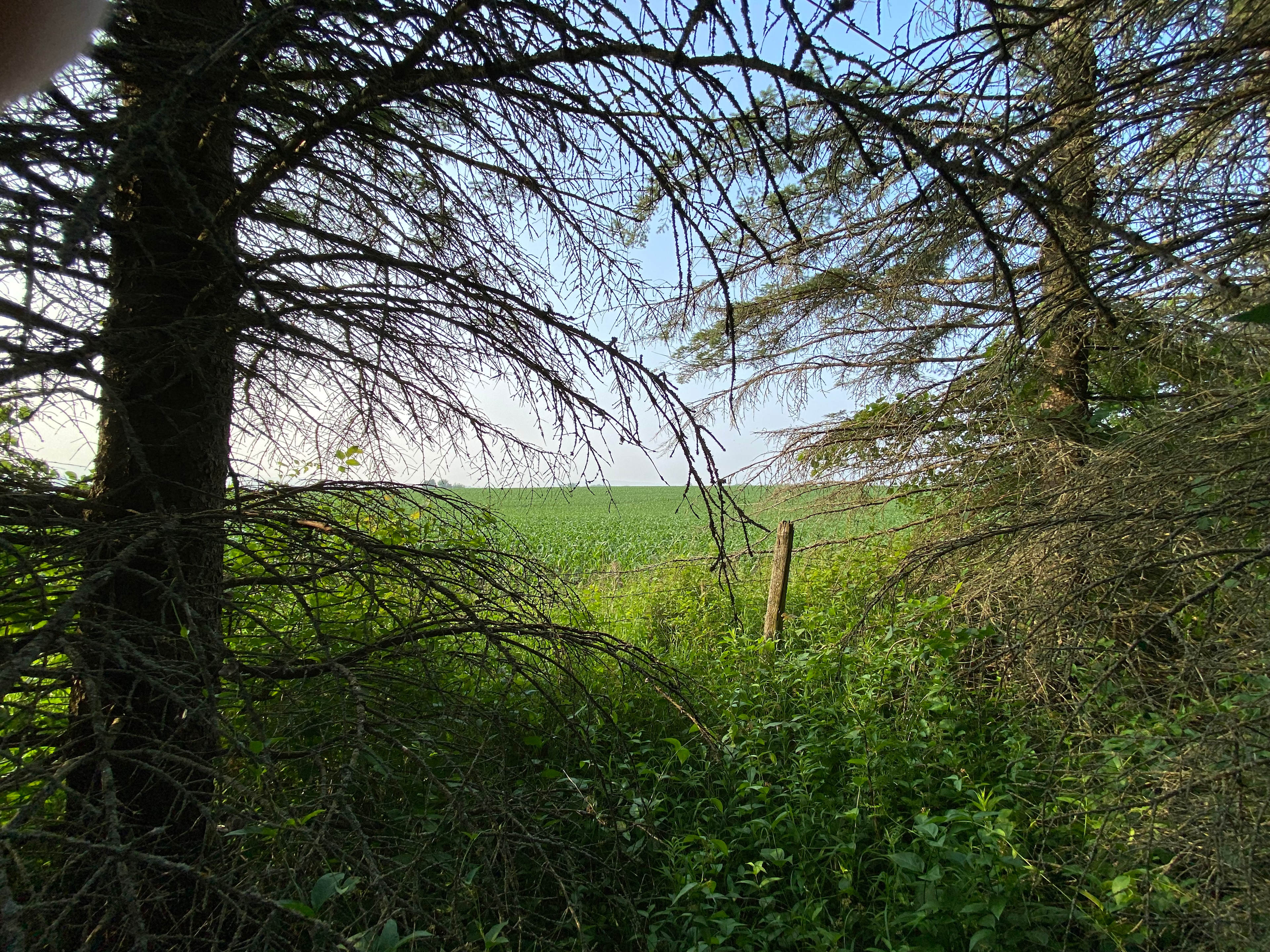 view of farm field from beyond the trees