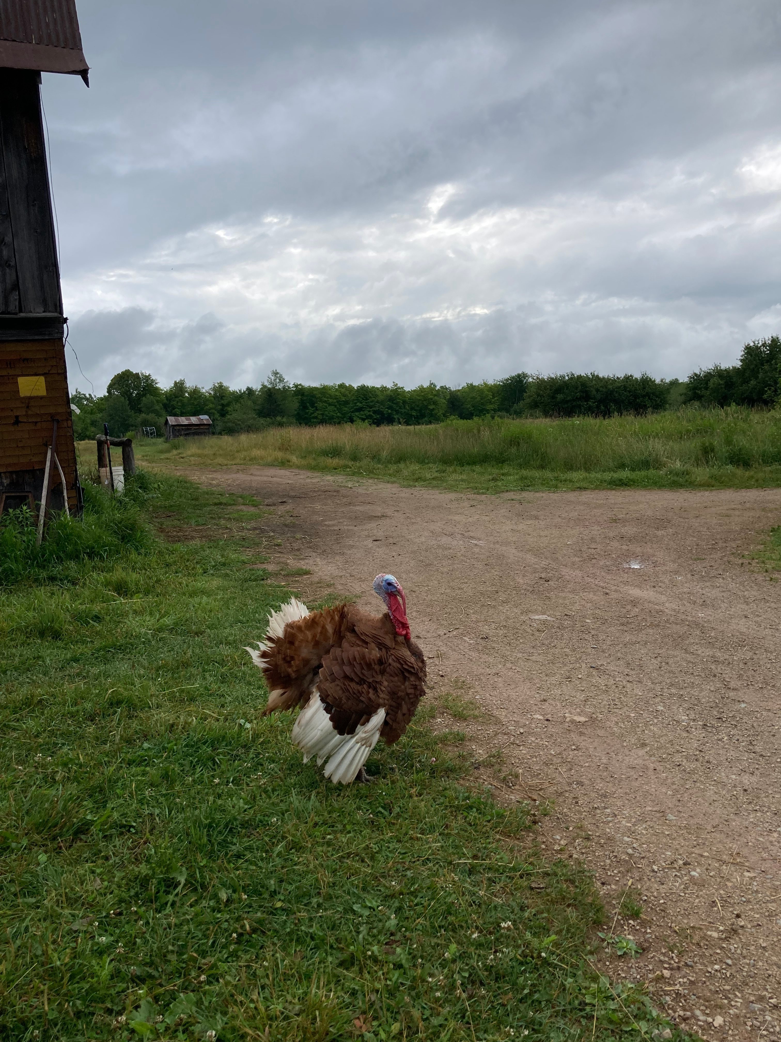 Constellation Farmstead