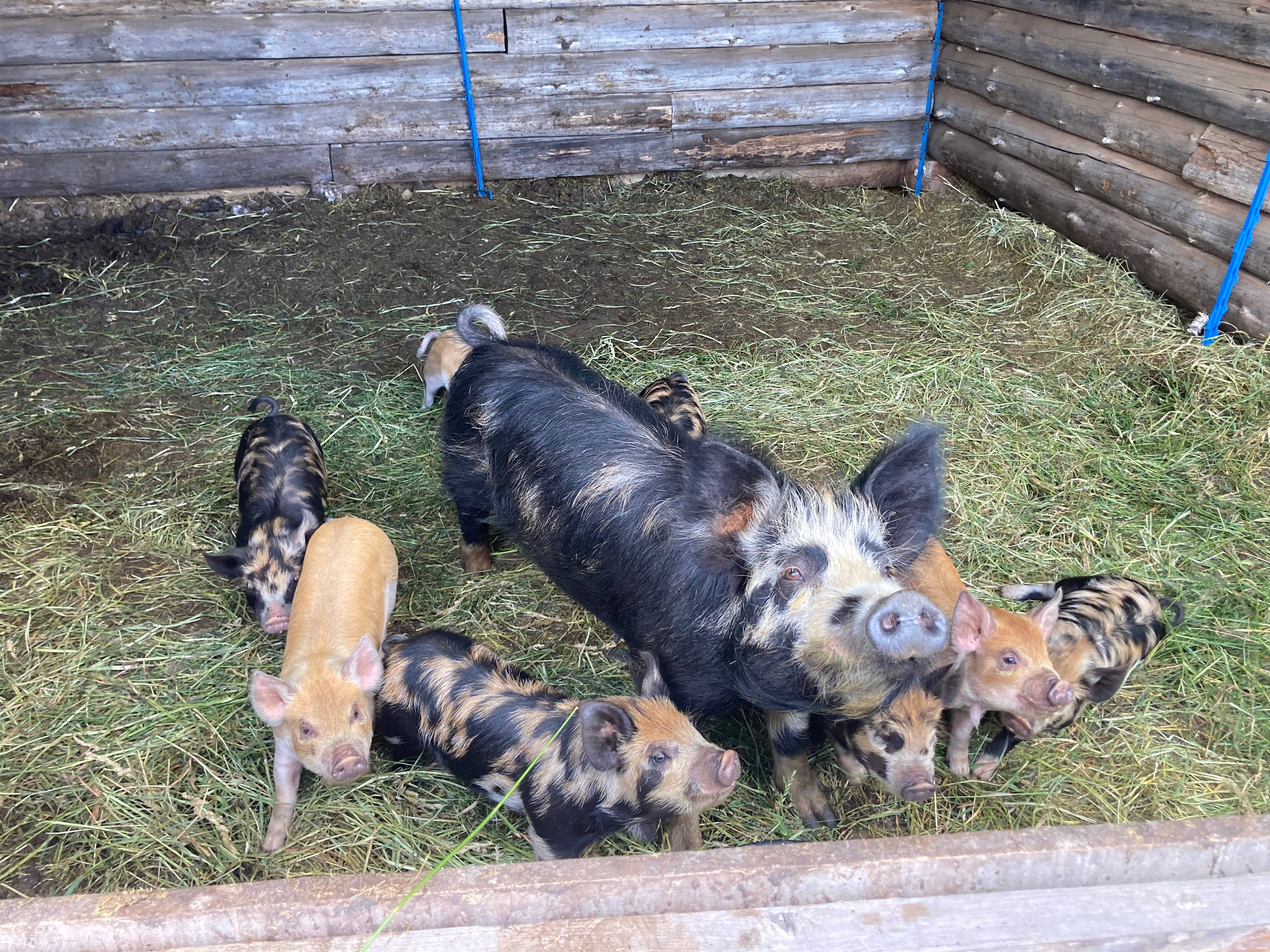 Constellation Farmstead