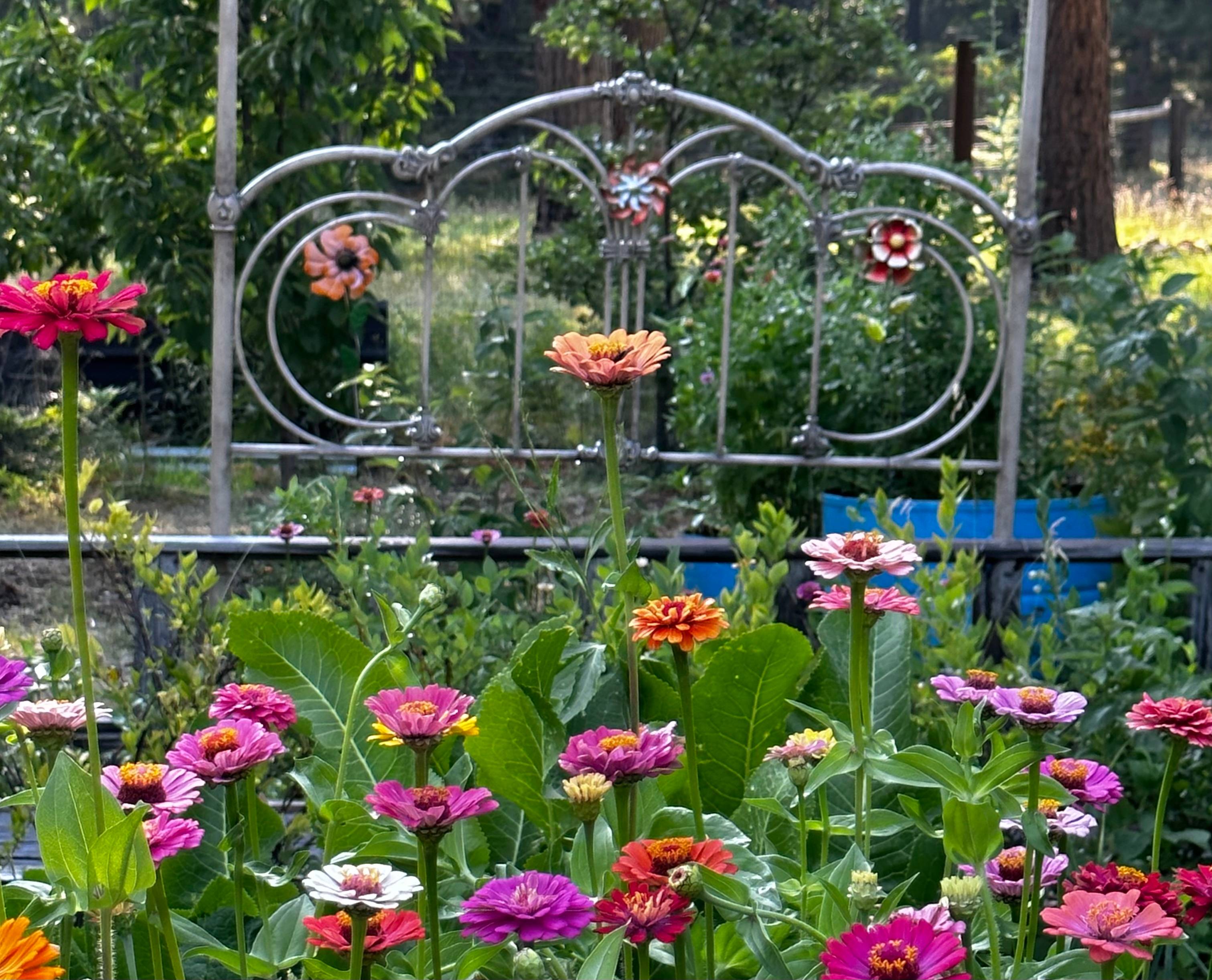 ZINNIA GARDEN LOCATED AT CAMP