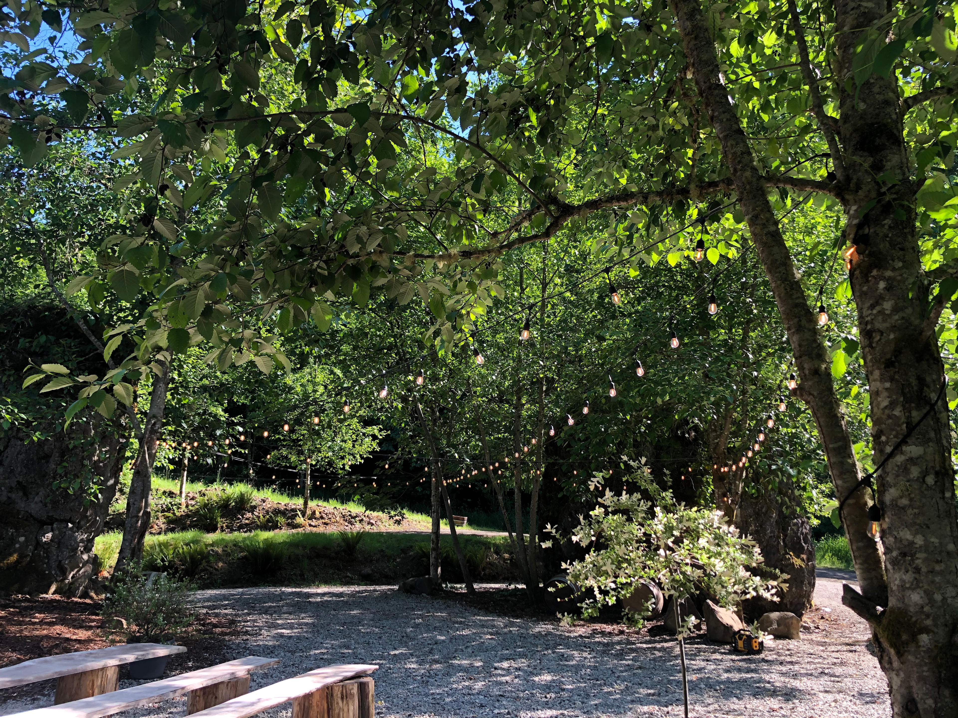 Three Cedar Trees