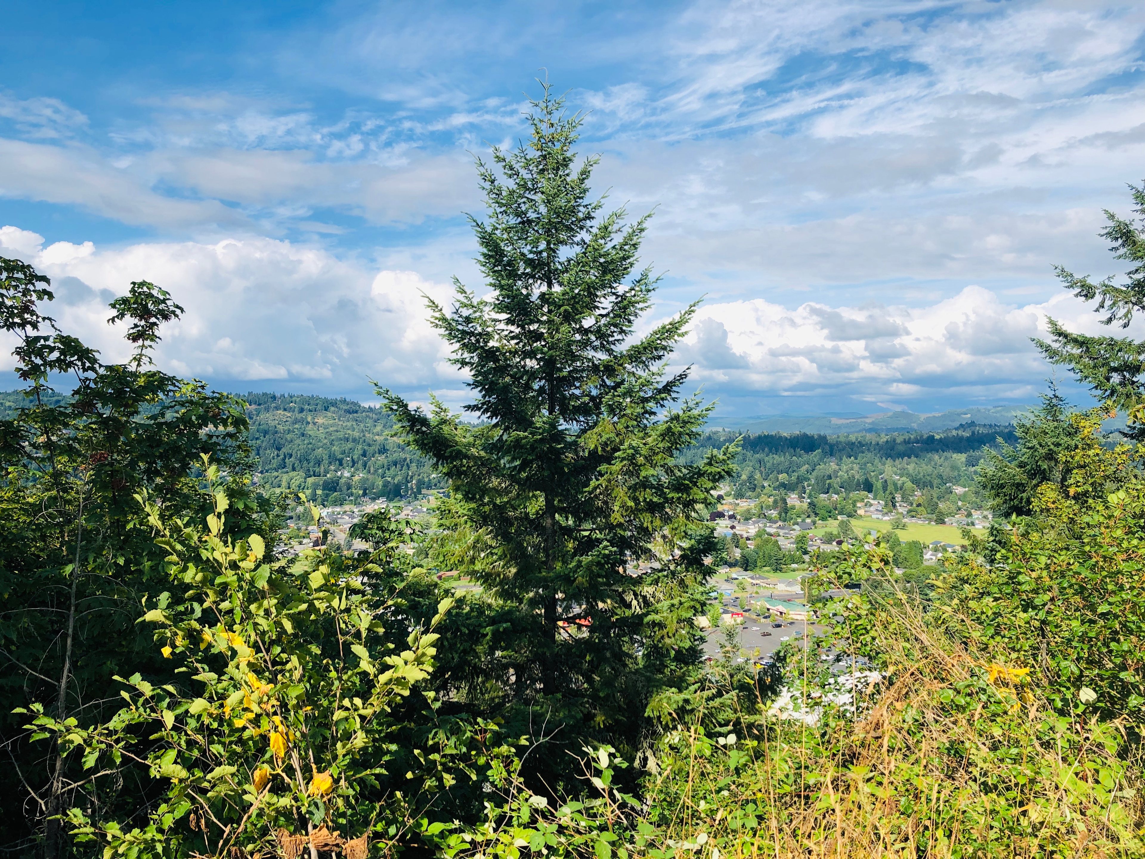 Three Cedar Trees