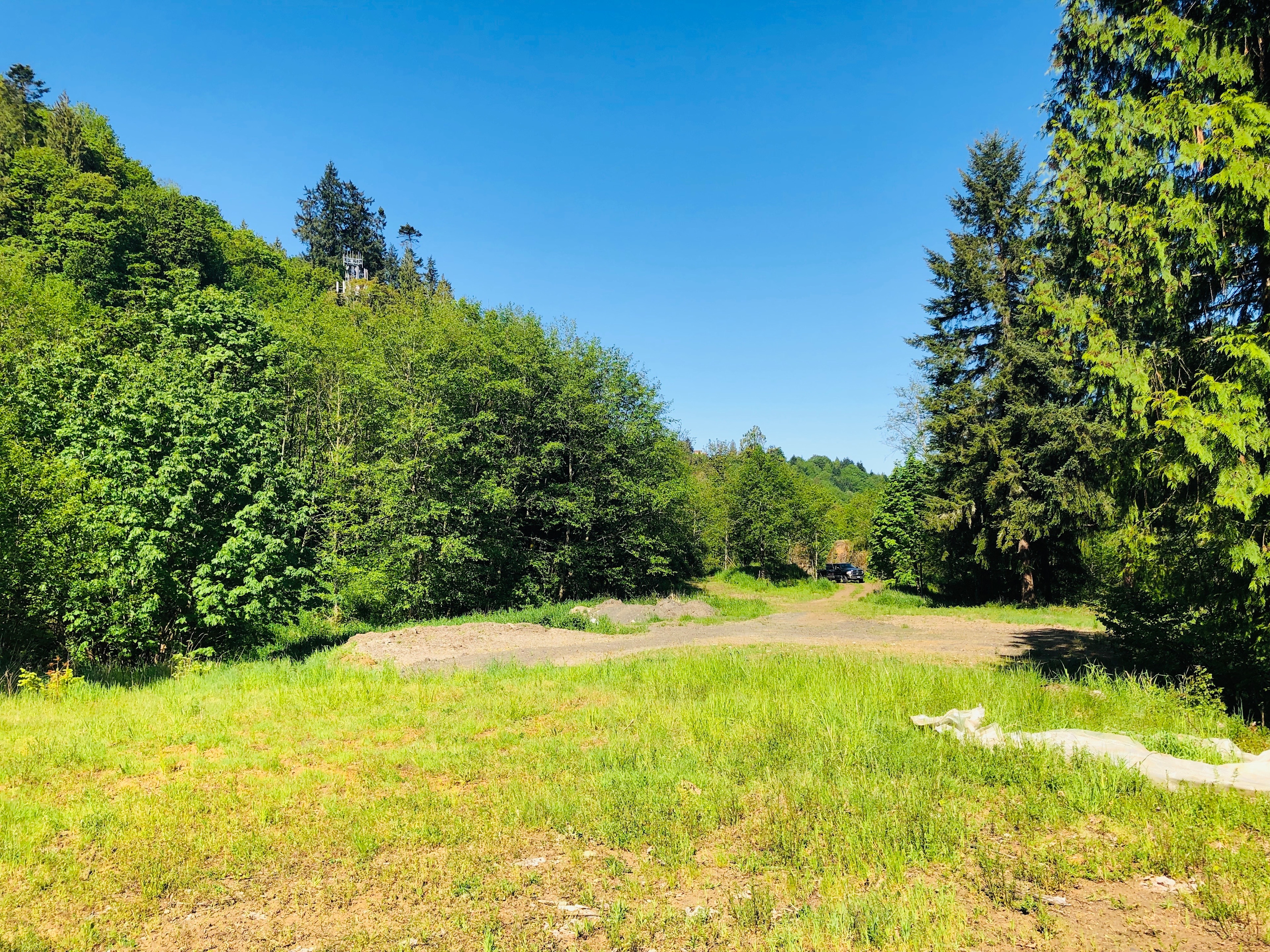 Three Cedar Trees
