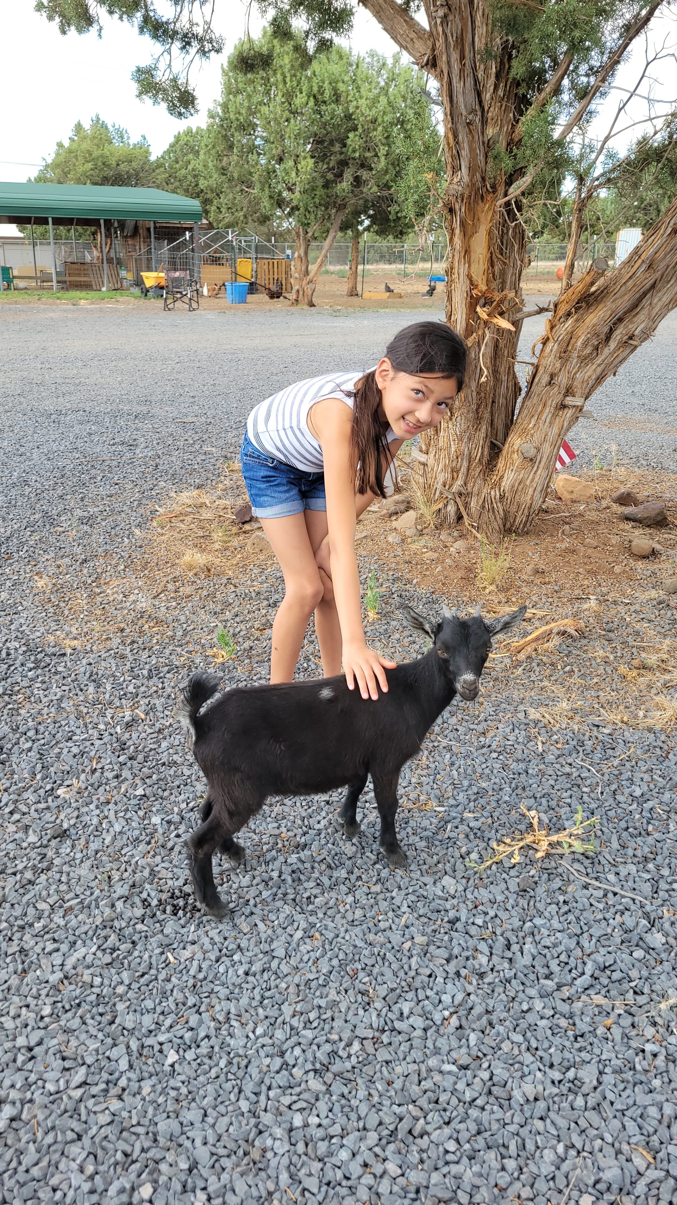 Our daughter loved the baby goats 