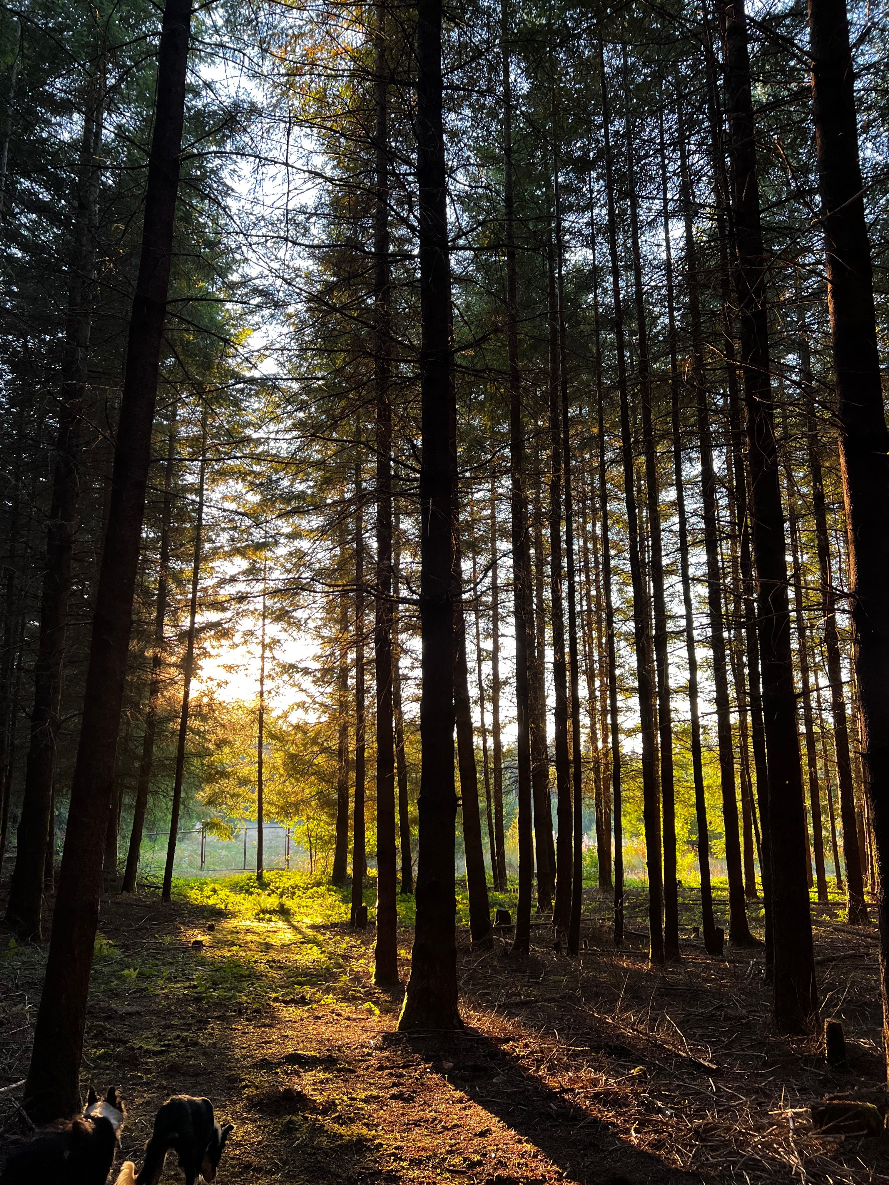 Hoodland Basecamp at Scrumpy Farest