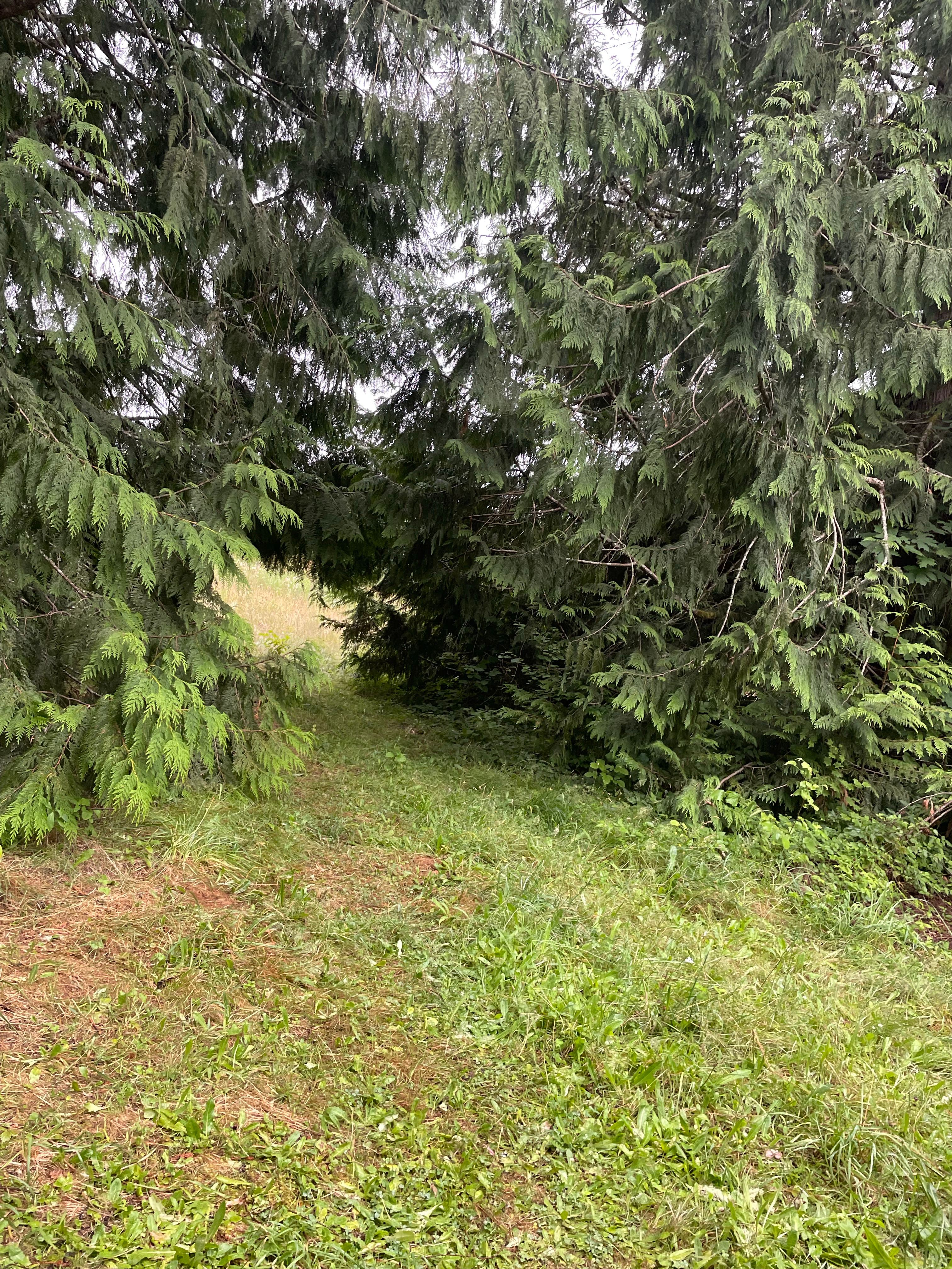 Salmon Berry Meadows