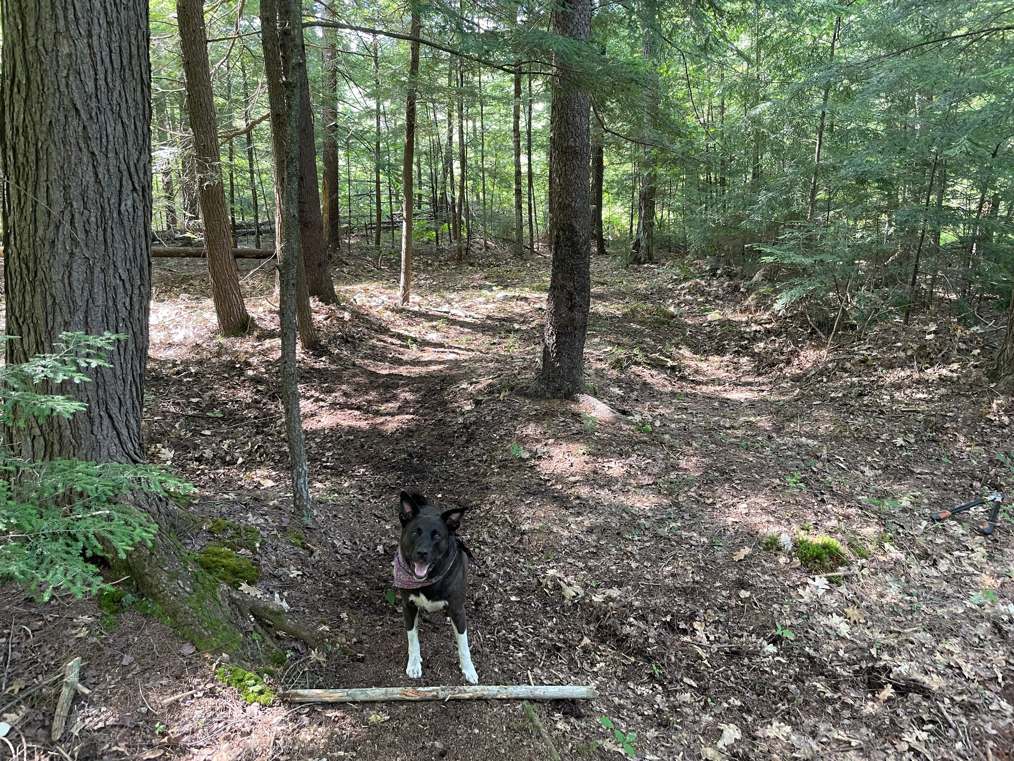 Quiet spot campsite. Closest to the entrance of the woods trail. Nice blueberry patches.