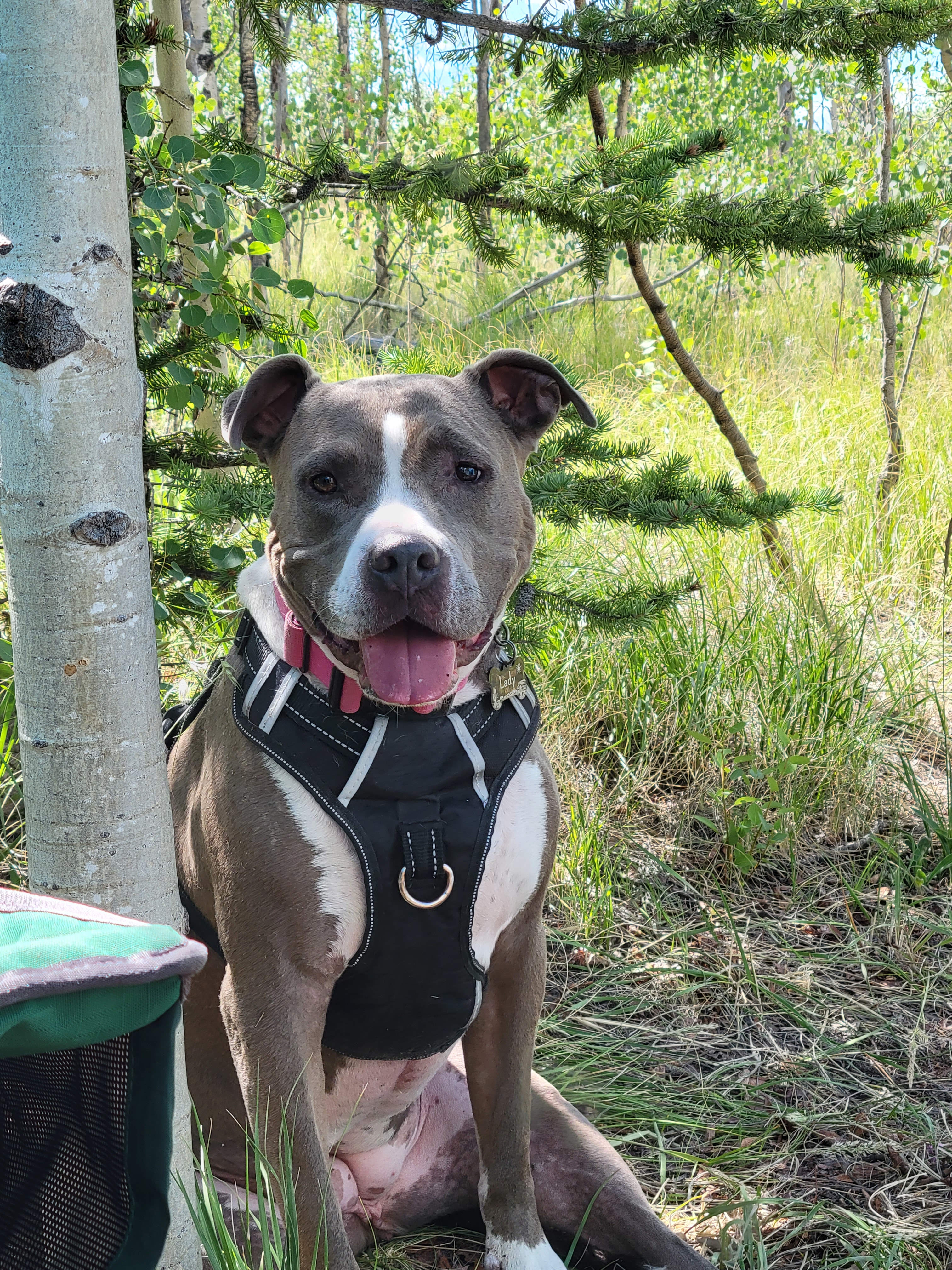 Lady enjoys the shade of the aspens