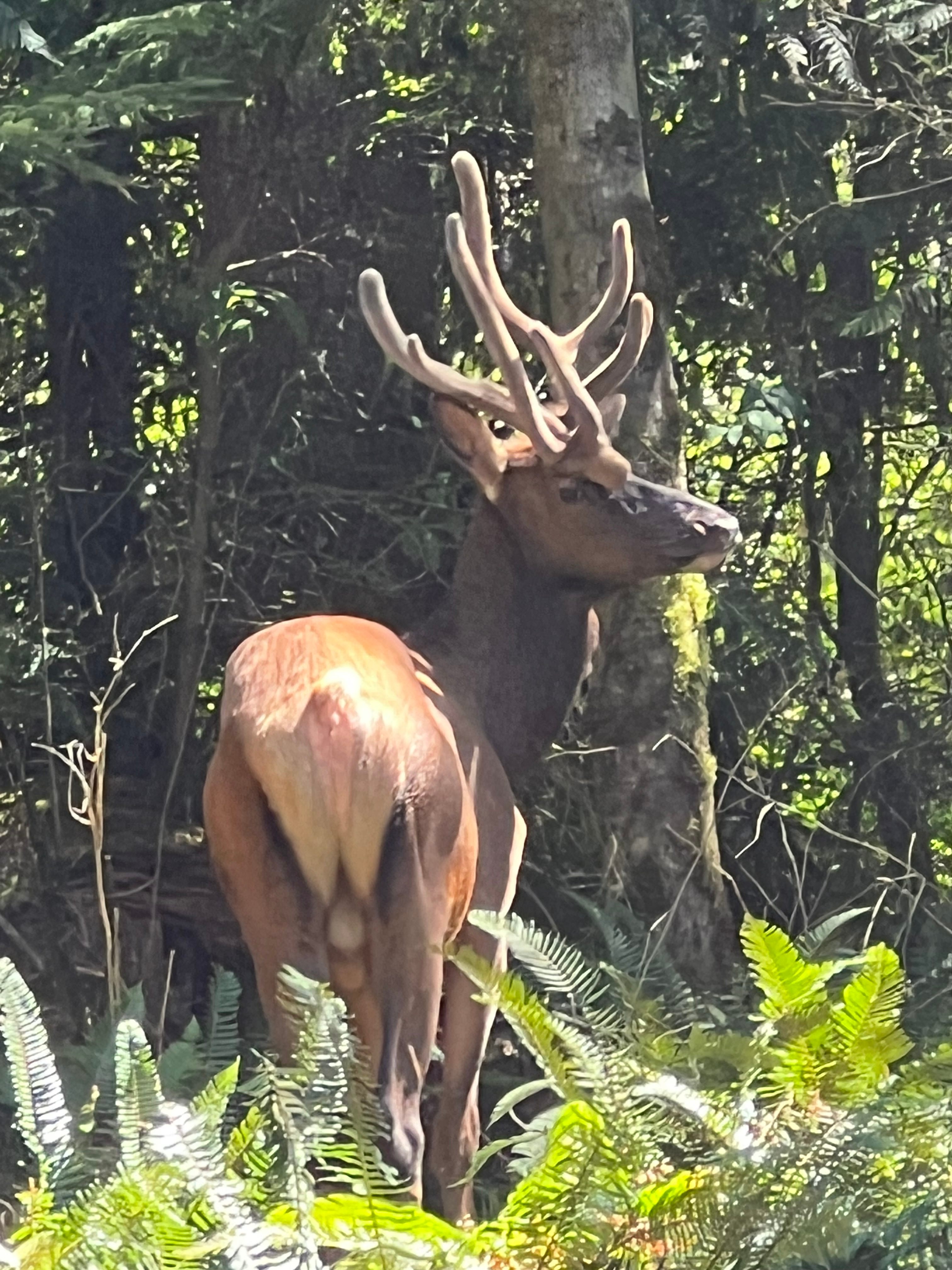 Elk are seen in the are most mornings and afternoons.
