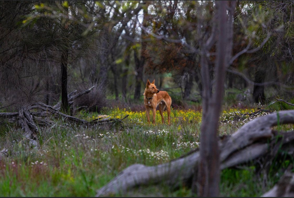 Qualin Farm bush camp