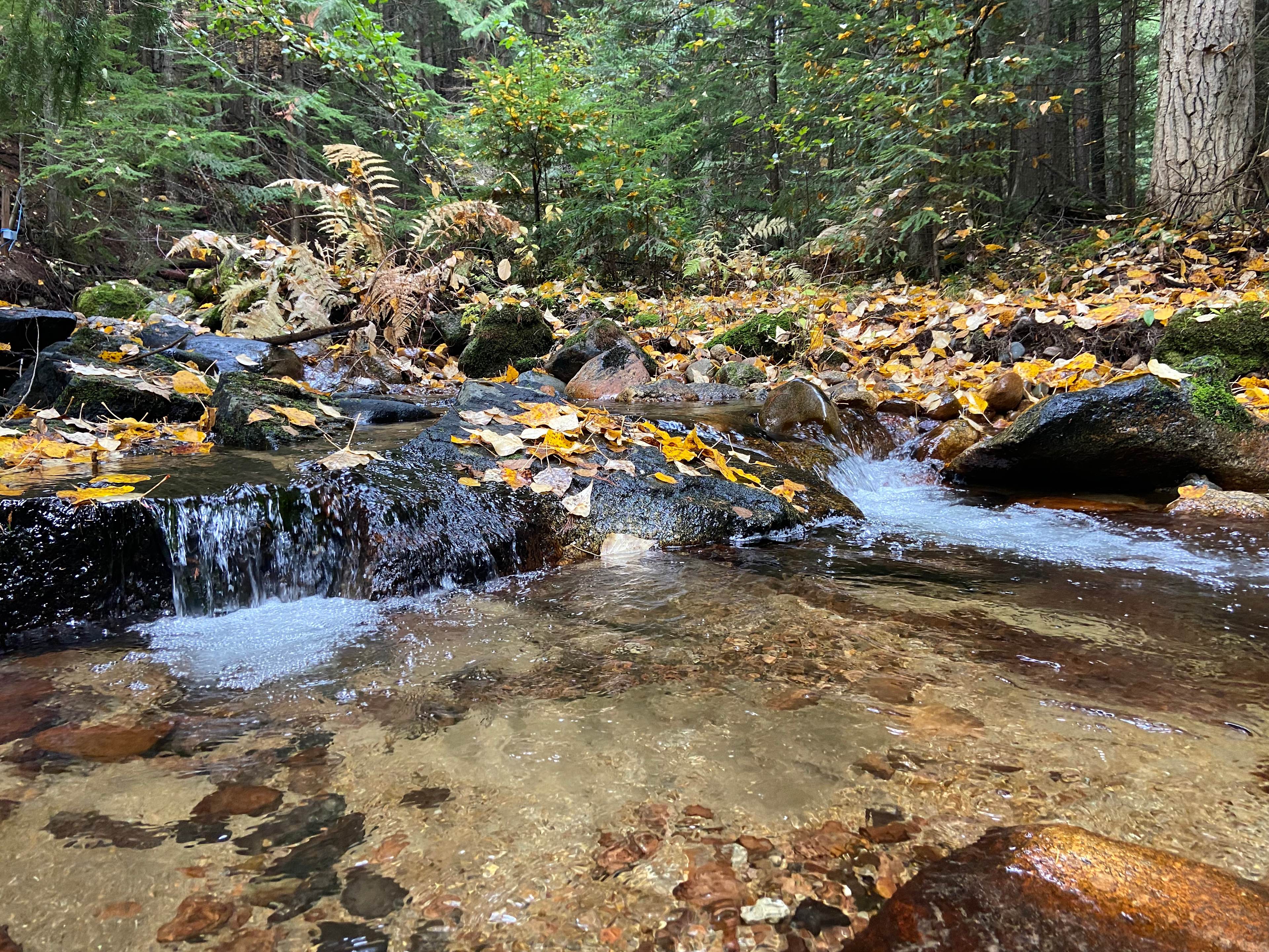 hike down to the creek in the woods