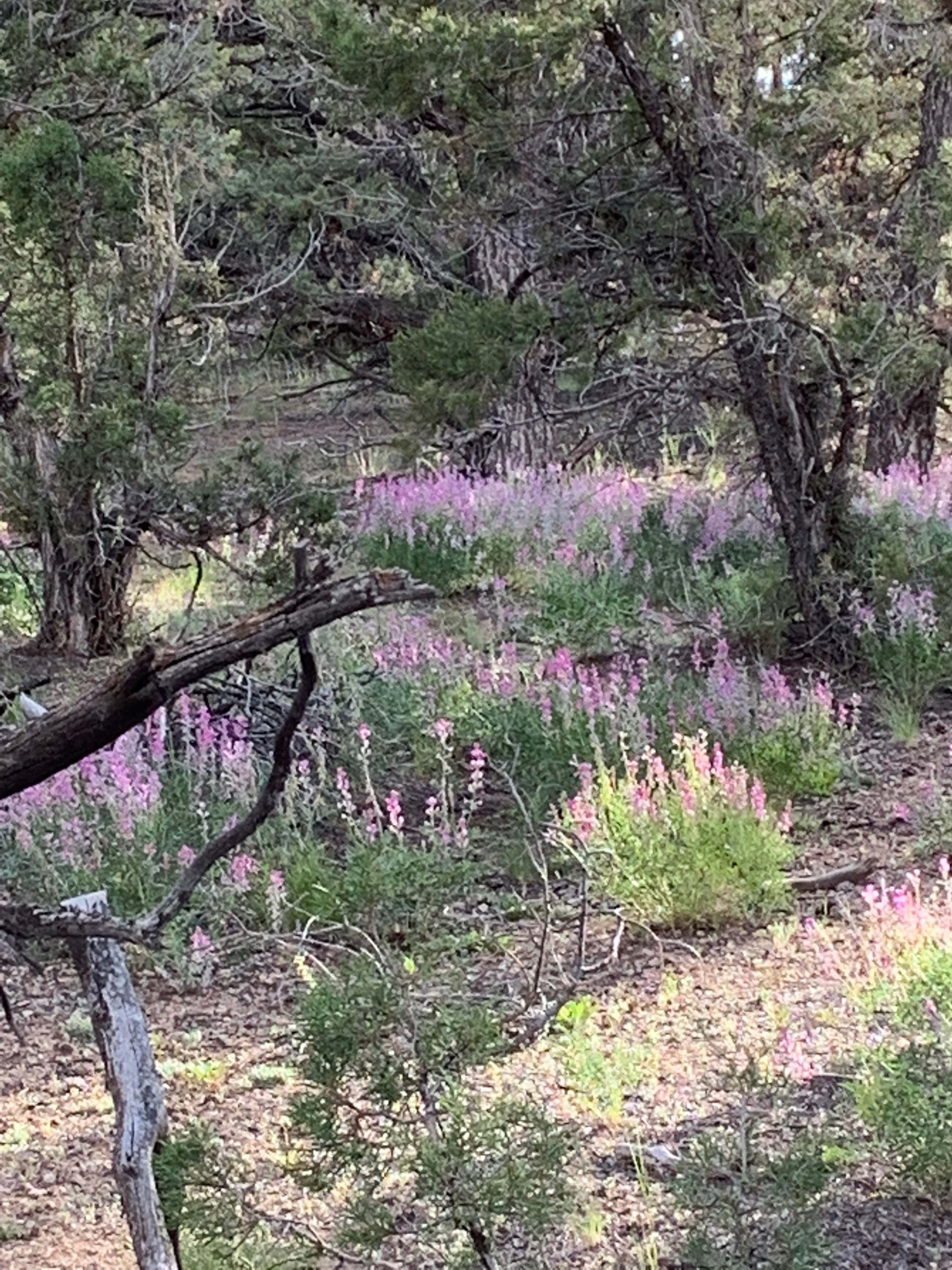 Hope Acres Glampground