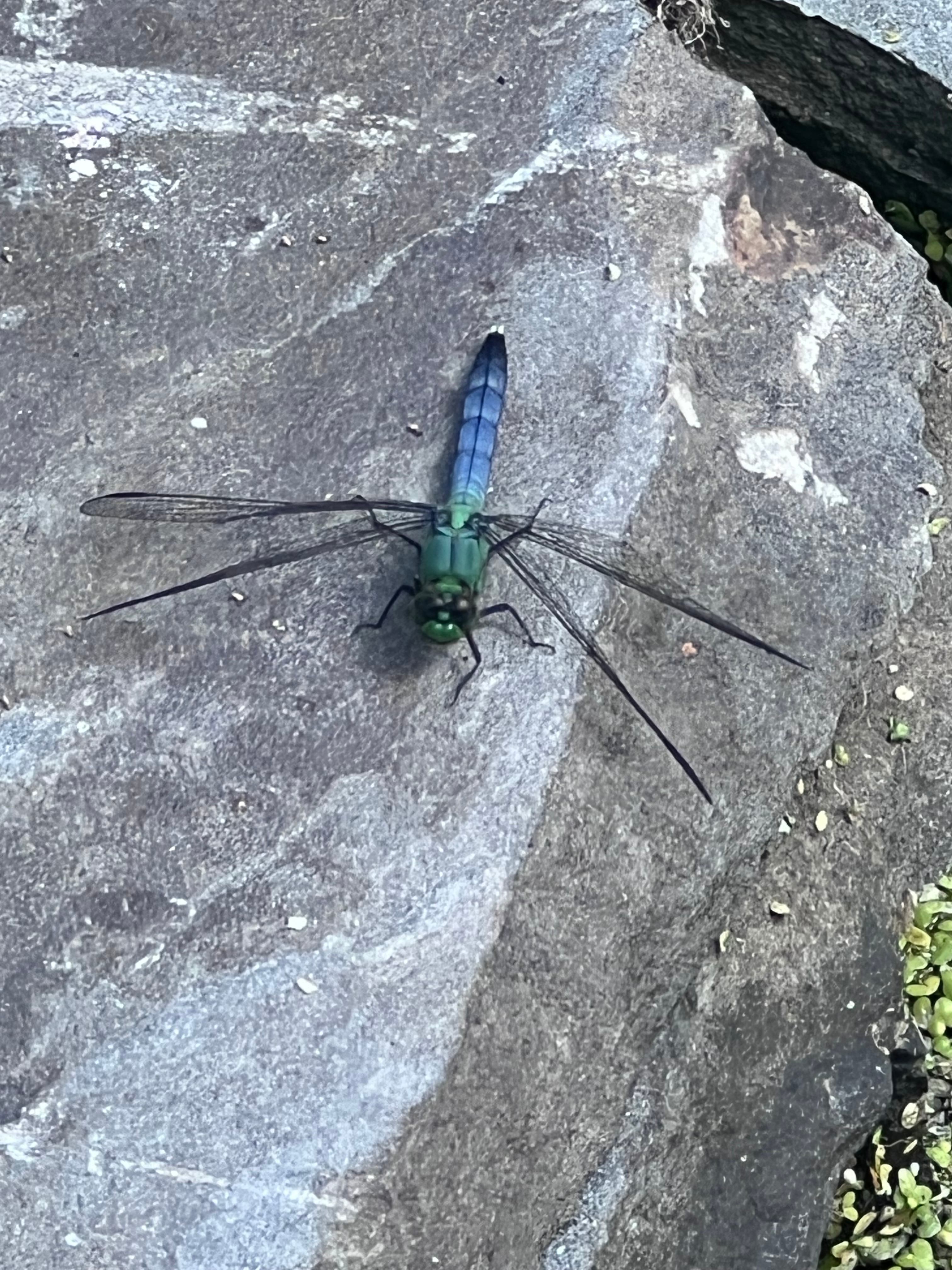 Naturerest