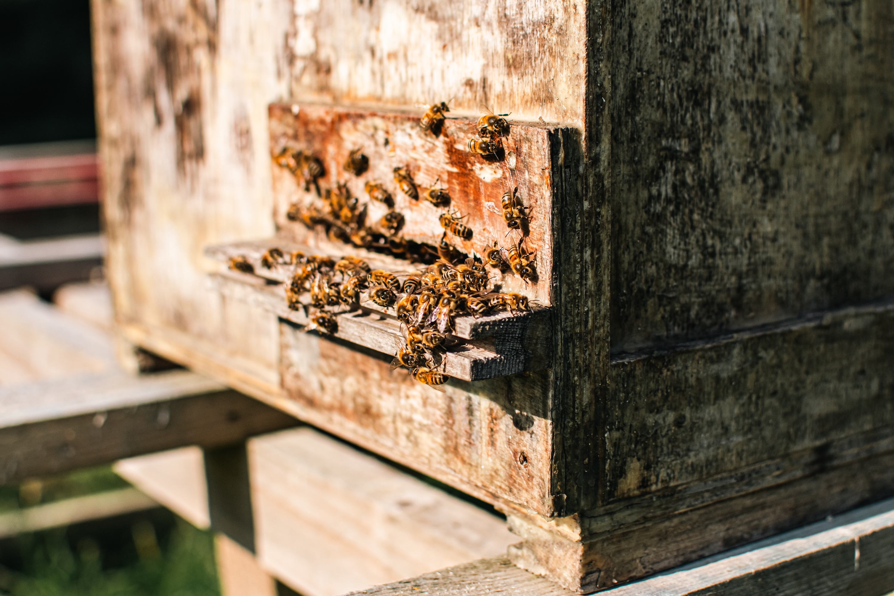 One of the many bee hives that are dotted around the land