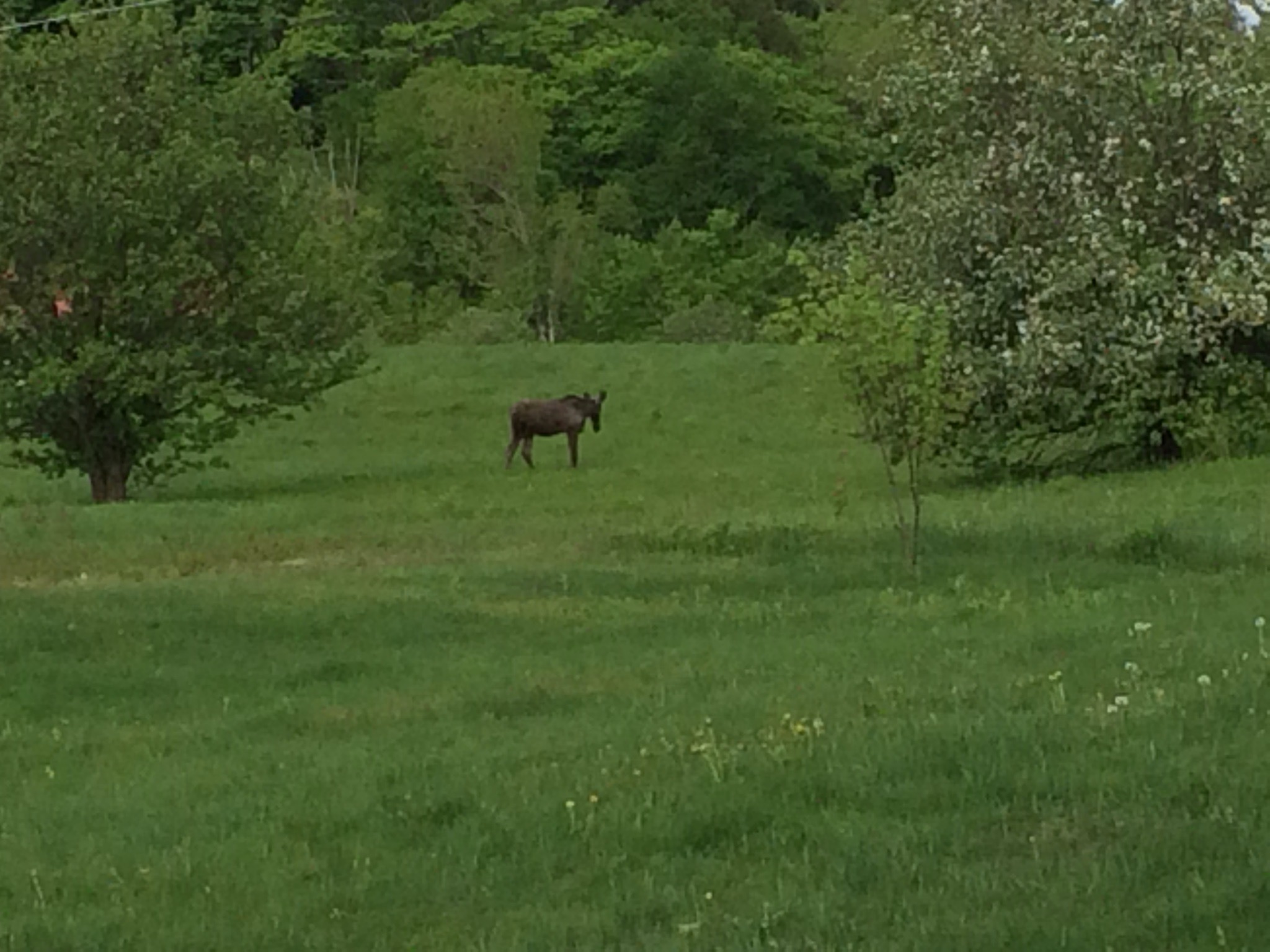 Moose
