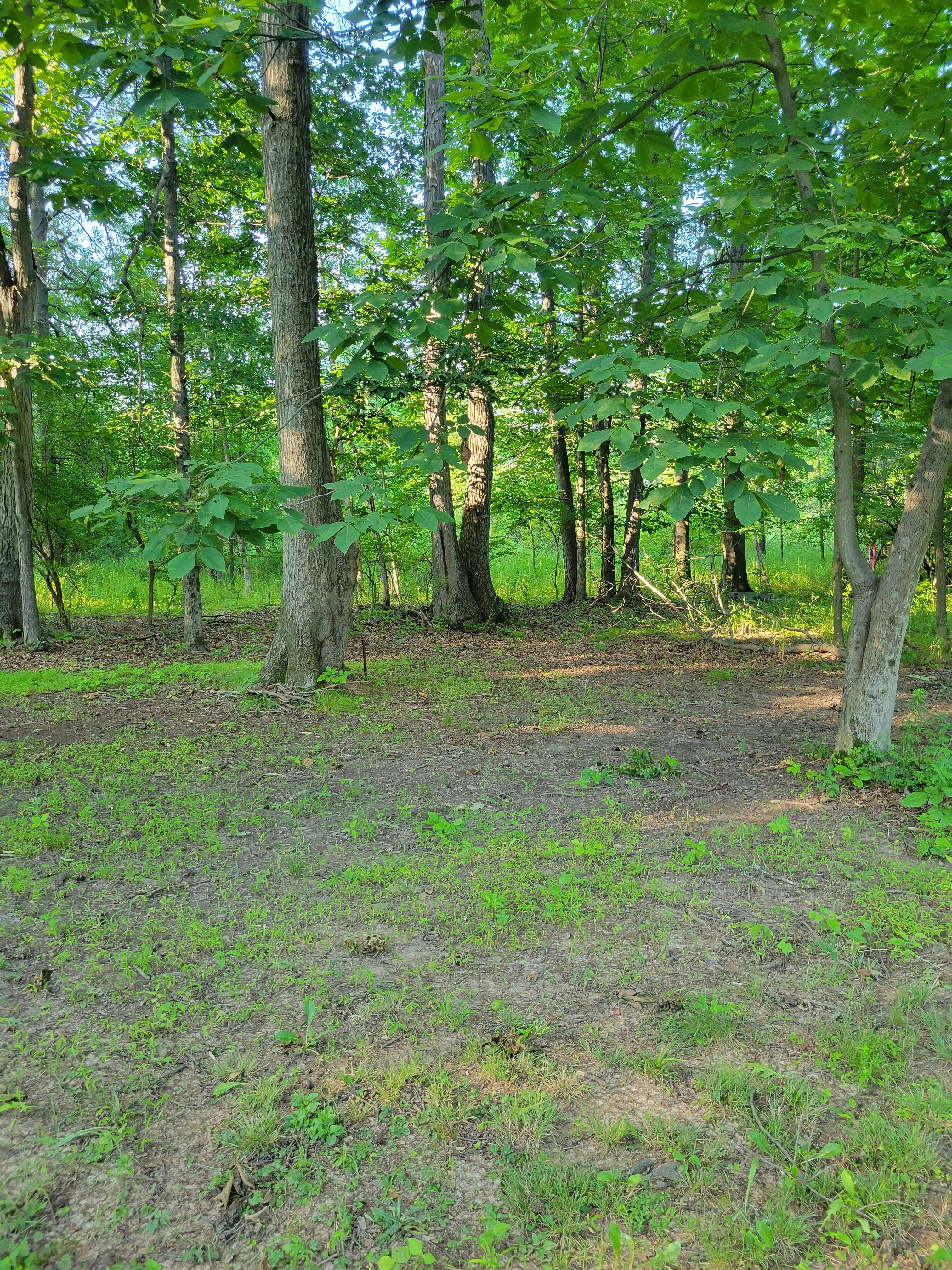 Surrounded by woods on 3 sides. Very quiet and private!