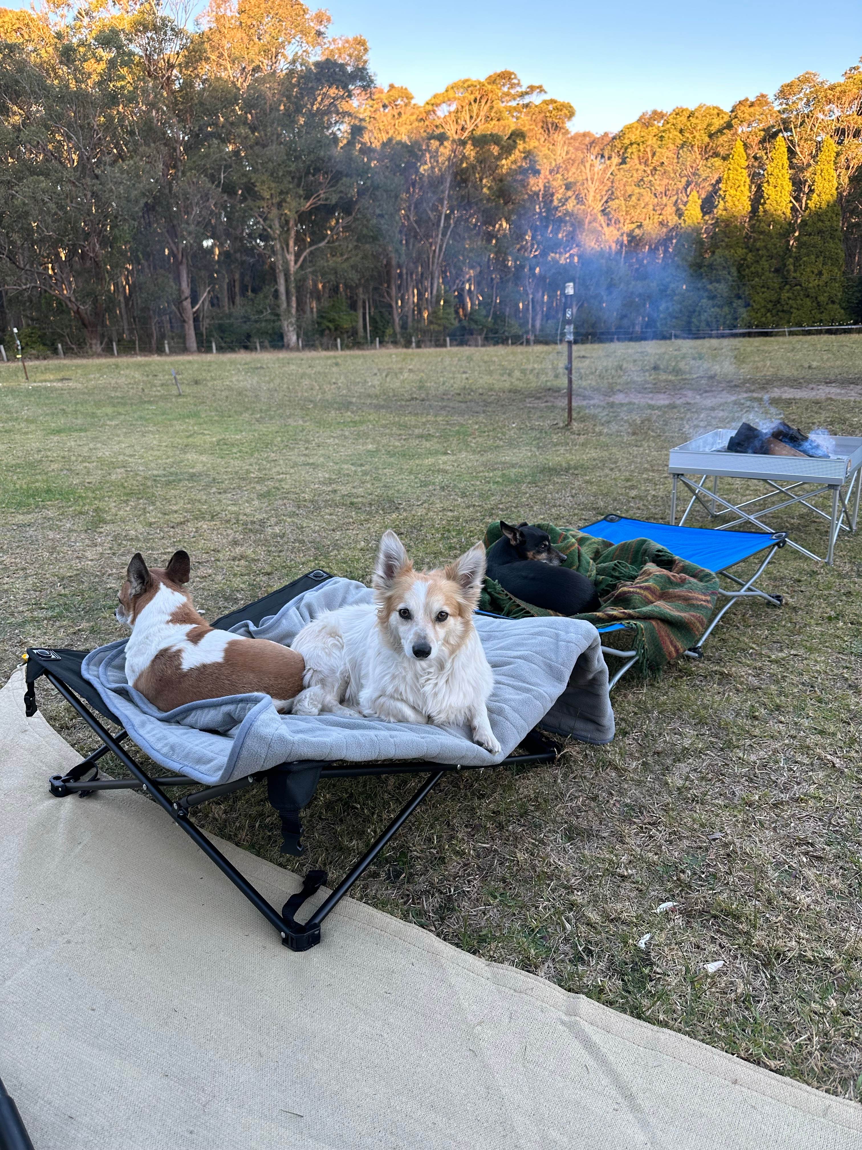Figtree Camp @ Mystery Bay