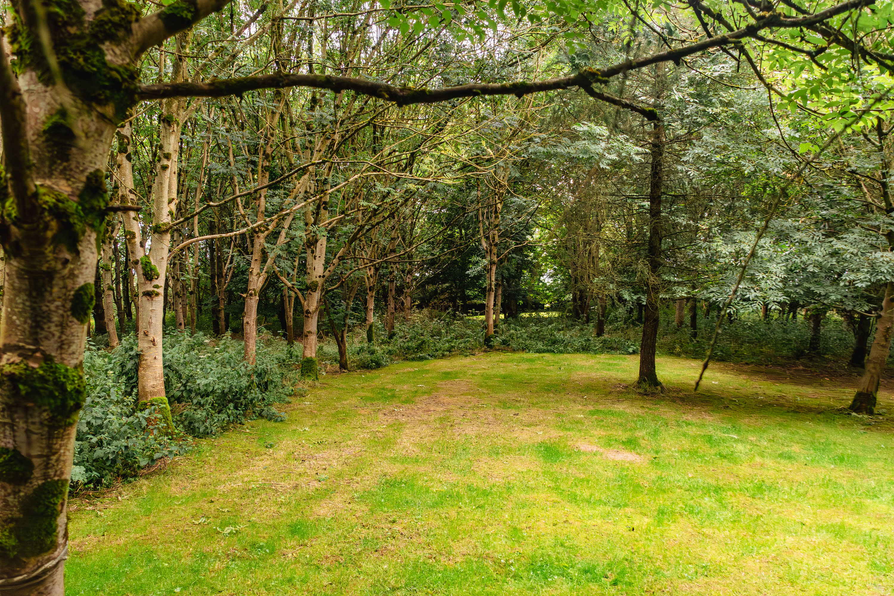 Tent pitch area, very well maintained